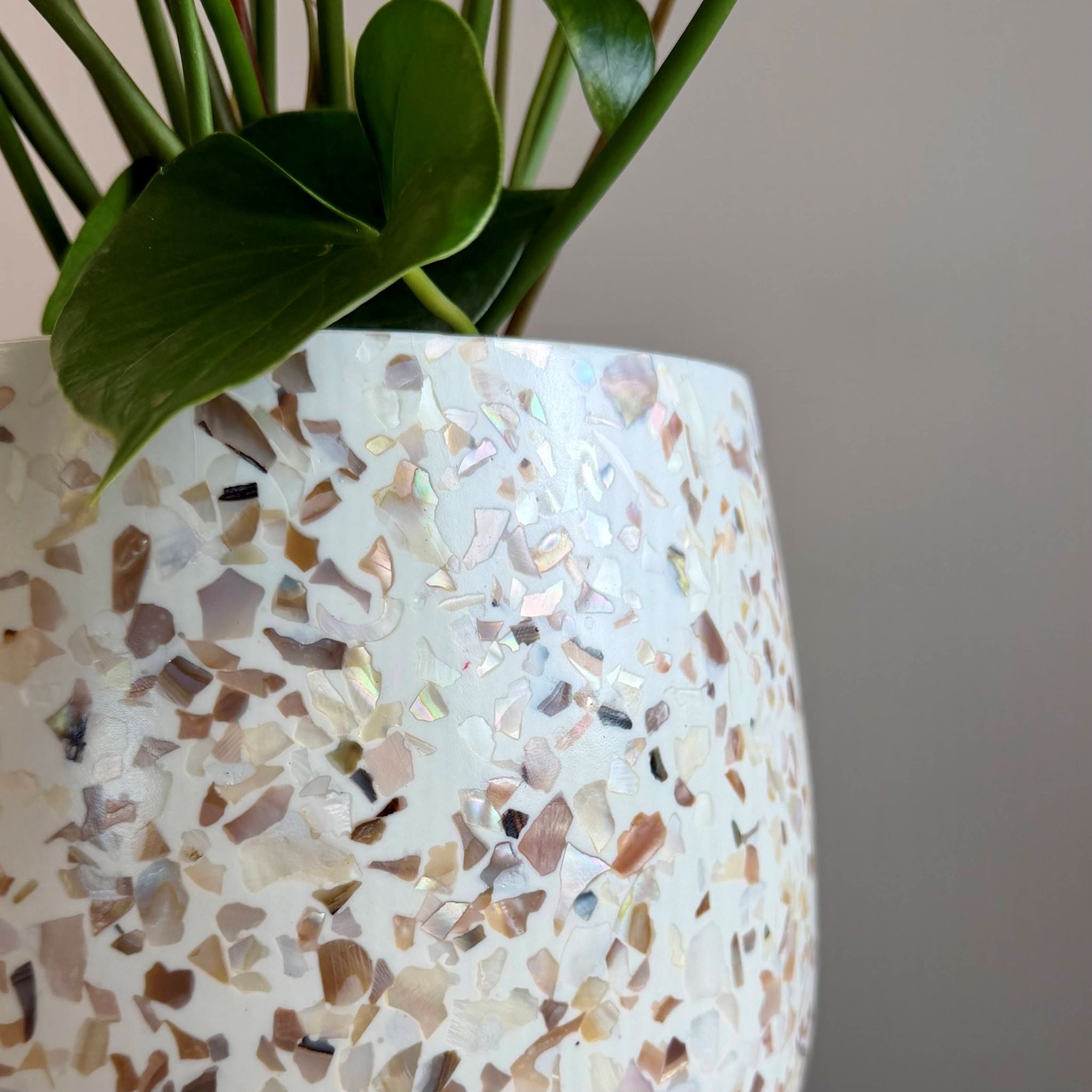 Anthurium in Monza Planter