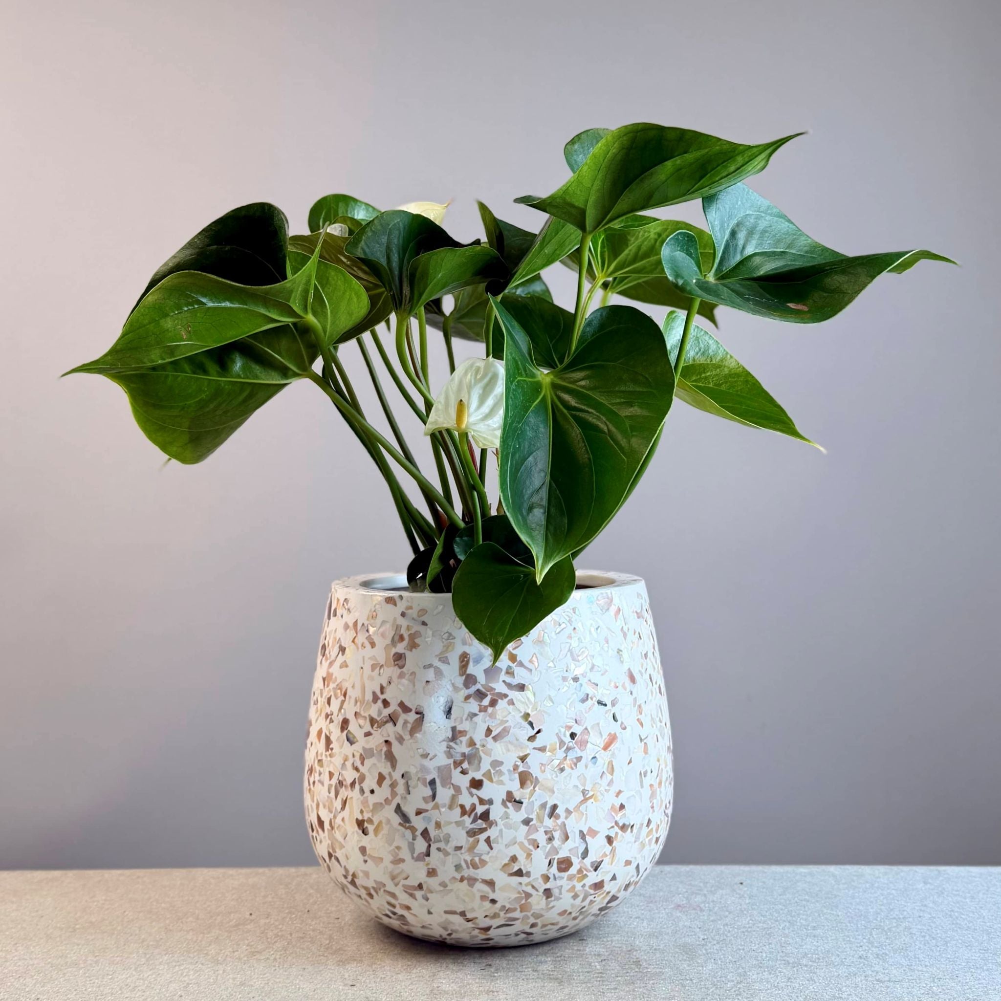 Anthurium in Monza Planter