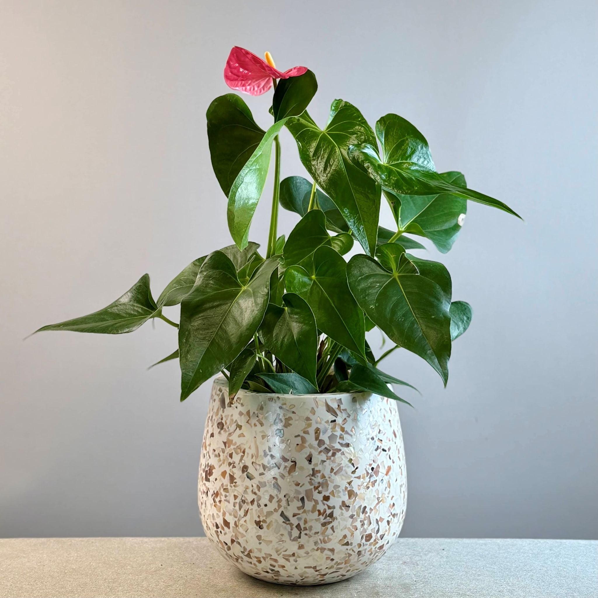 Anthurium in Monza Planter