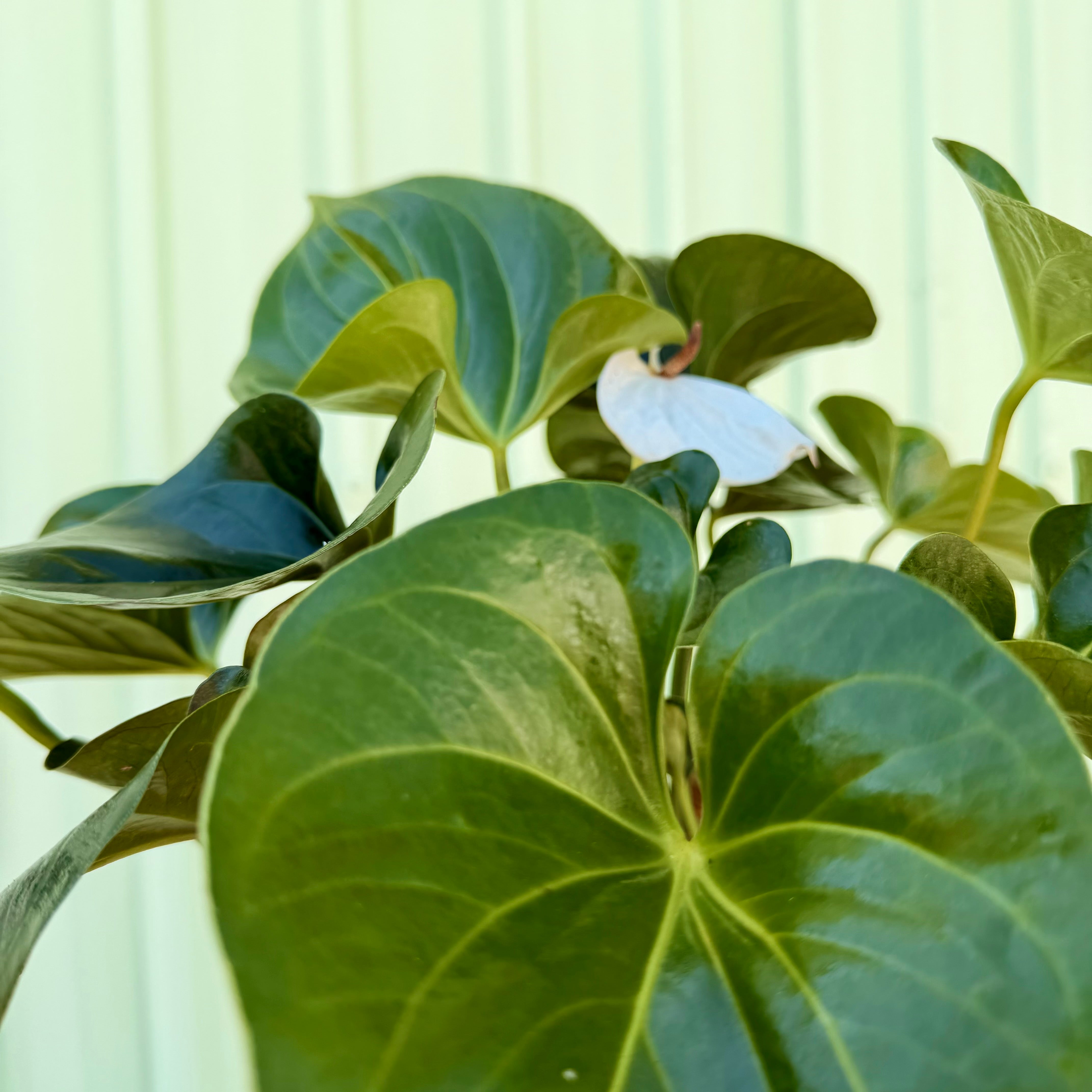 Anthurium in Seagrass Planter