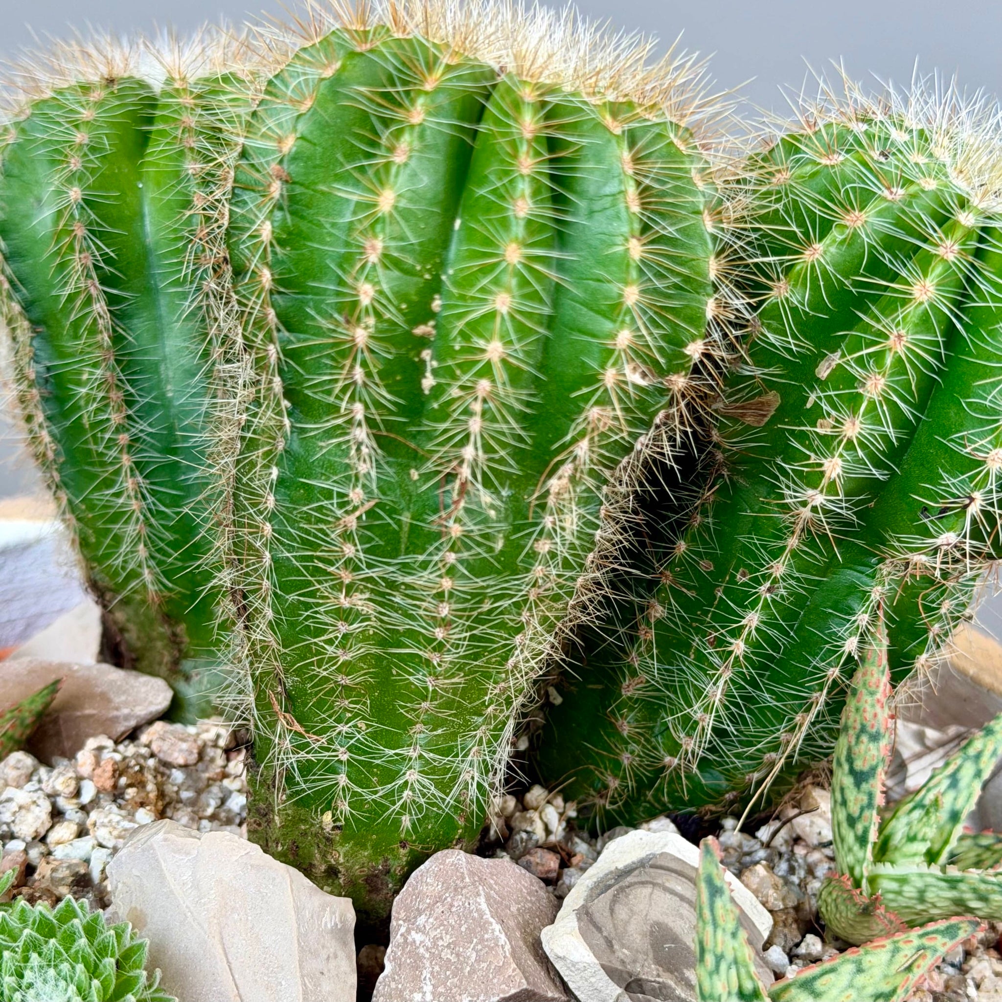Succulent Garden