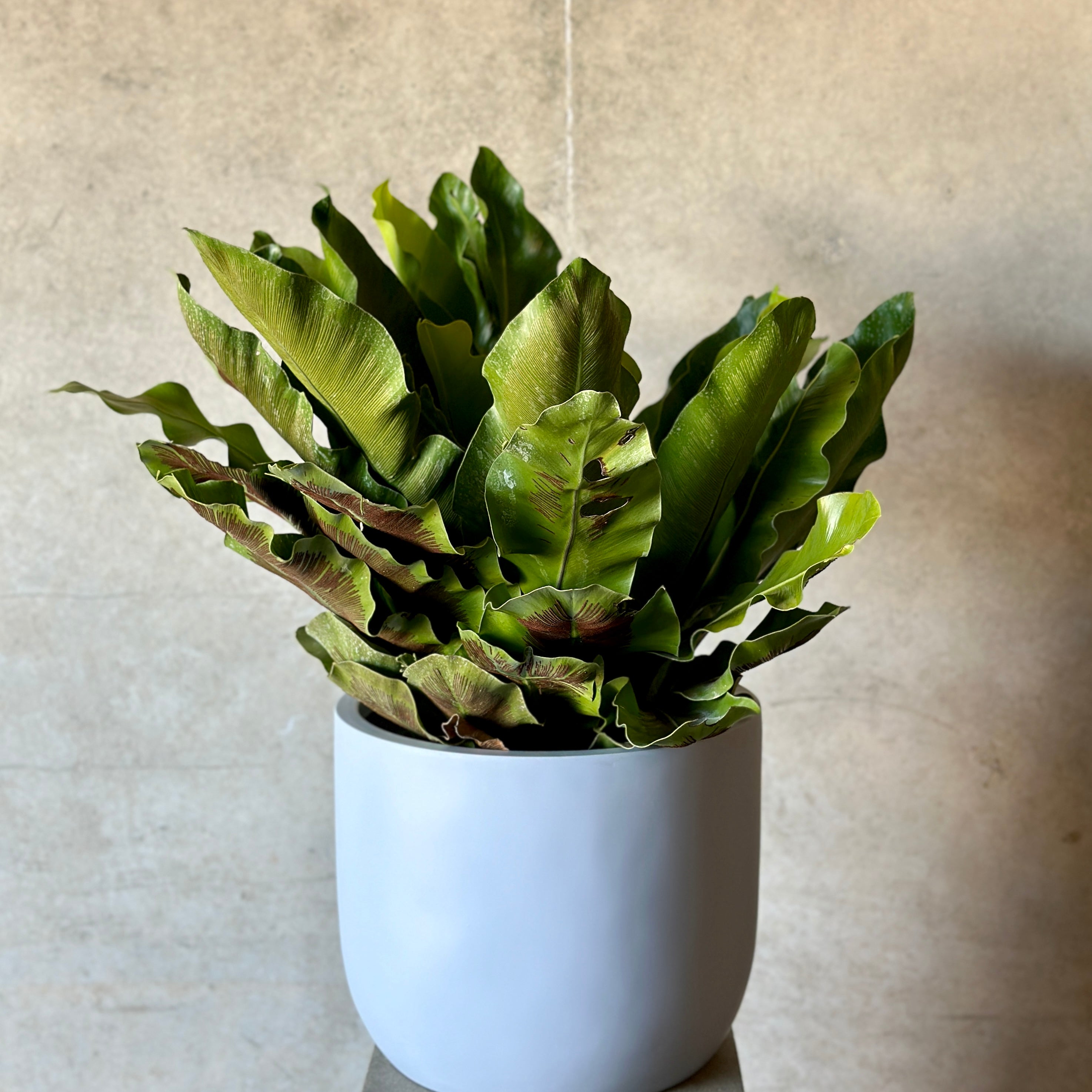 Birds Nest Fern Pot Plant