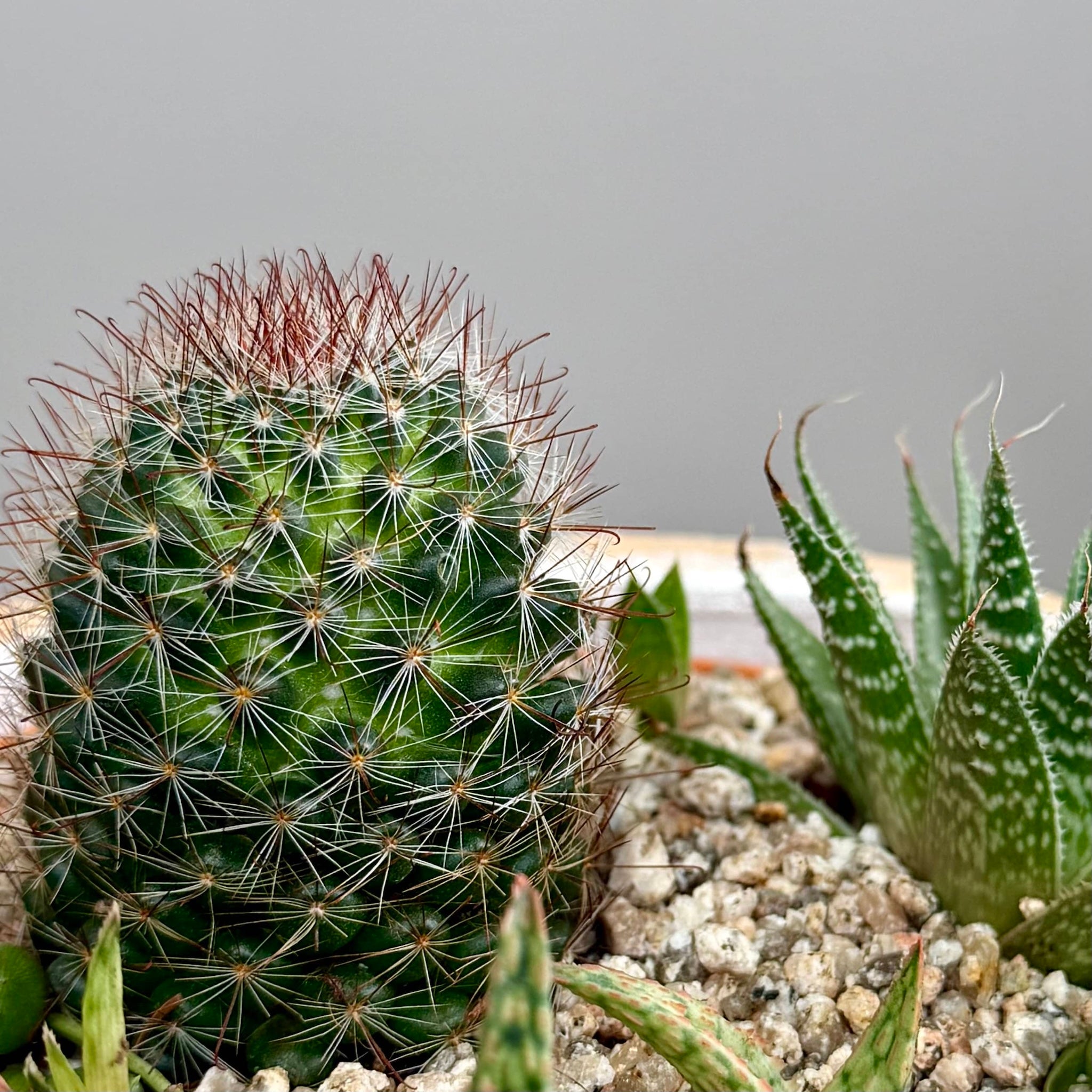 Succulent Garden