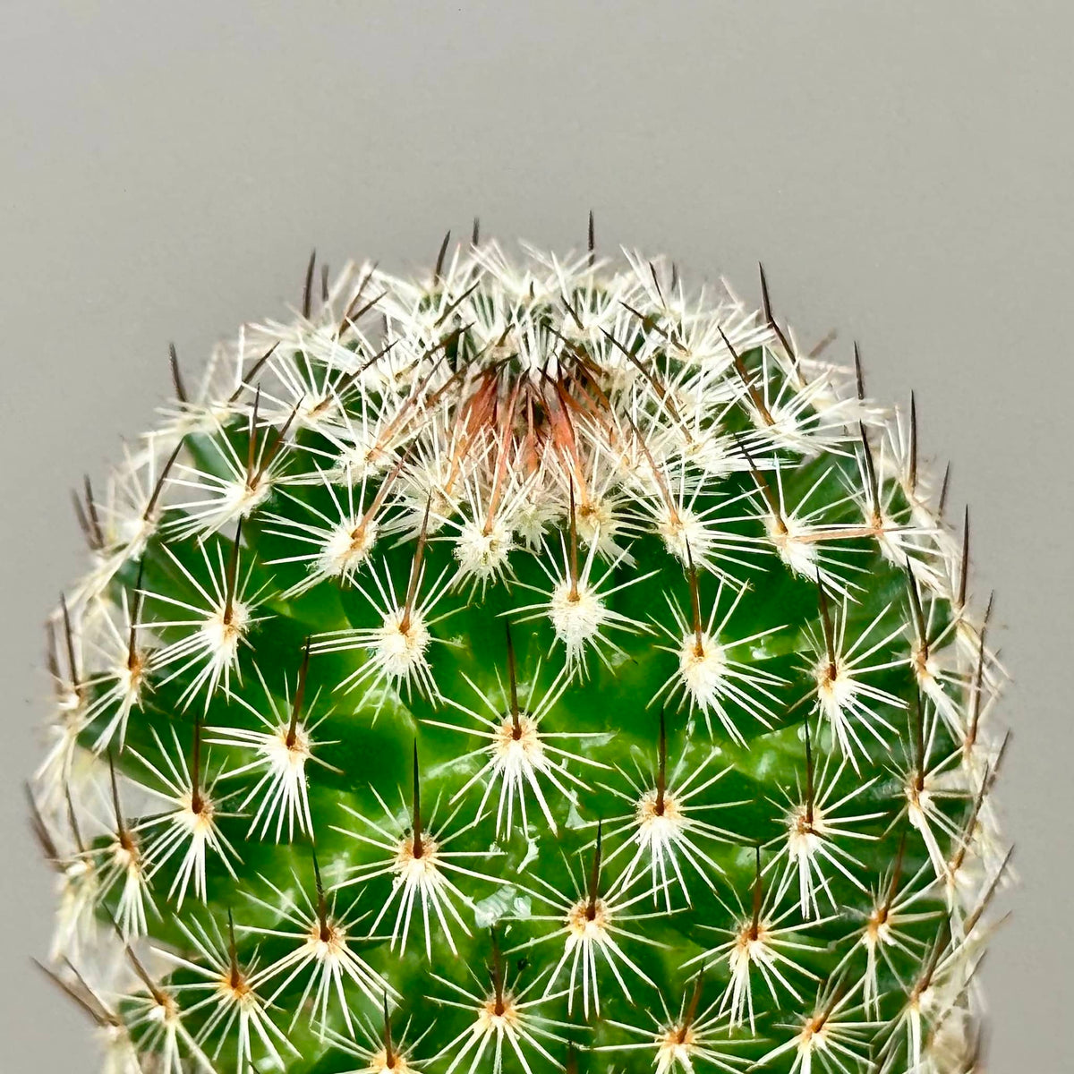 Succulent in Glazed Pot