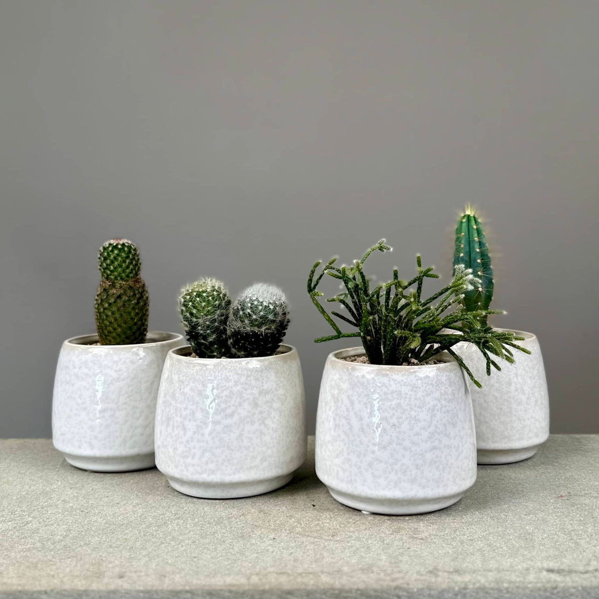 Succulent in Glazed Pot