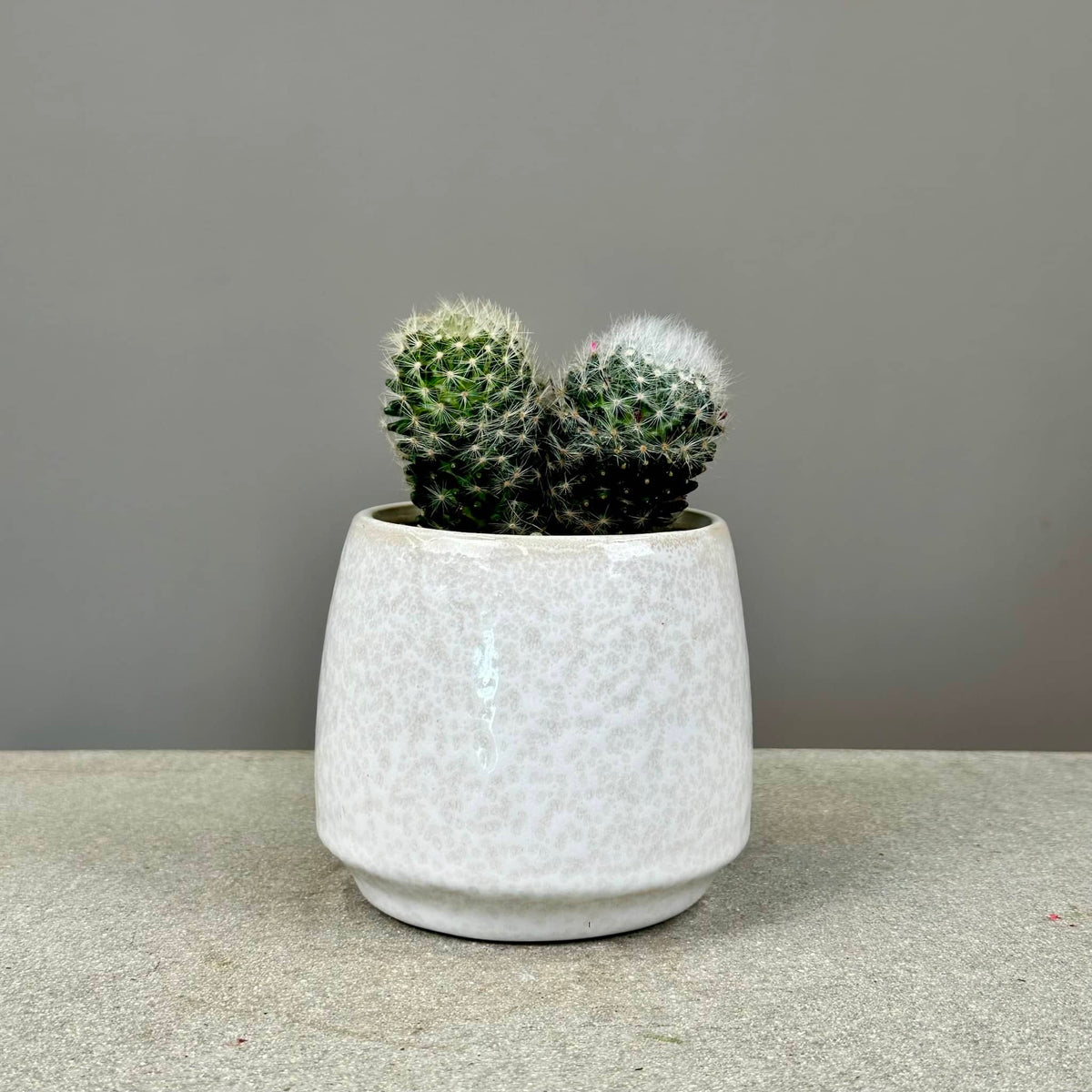 Succulent in Glazed Pot