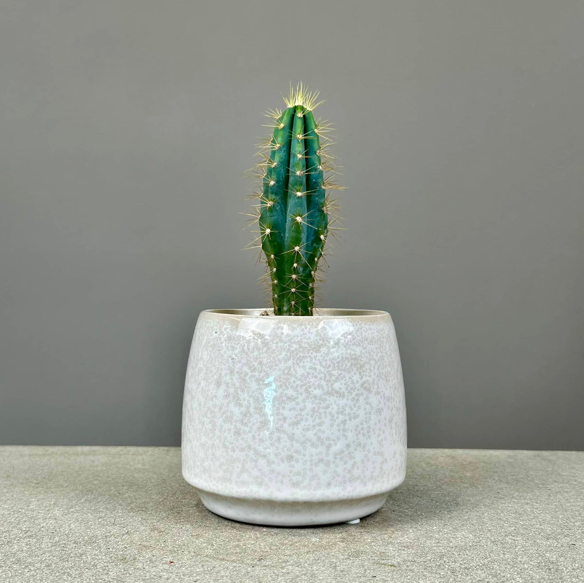 Succulent in Glazed Pot