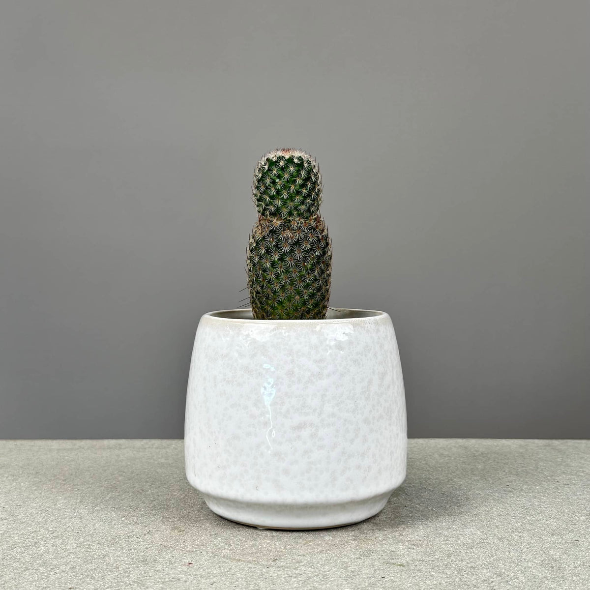 Succulent in Glazed Pot