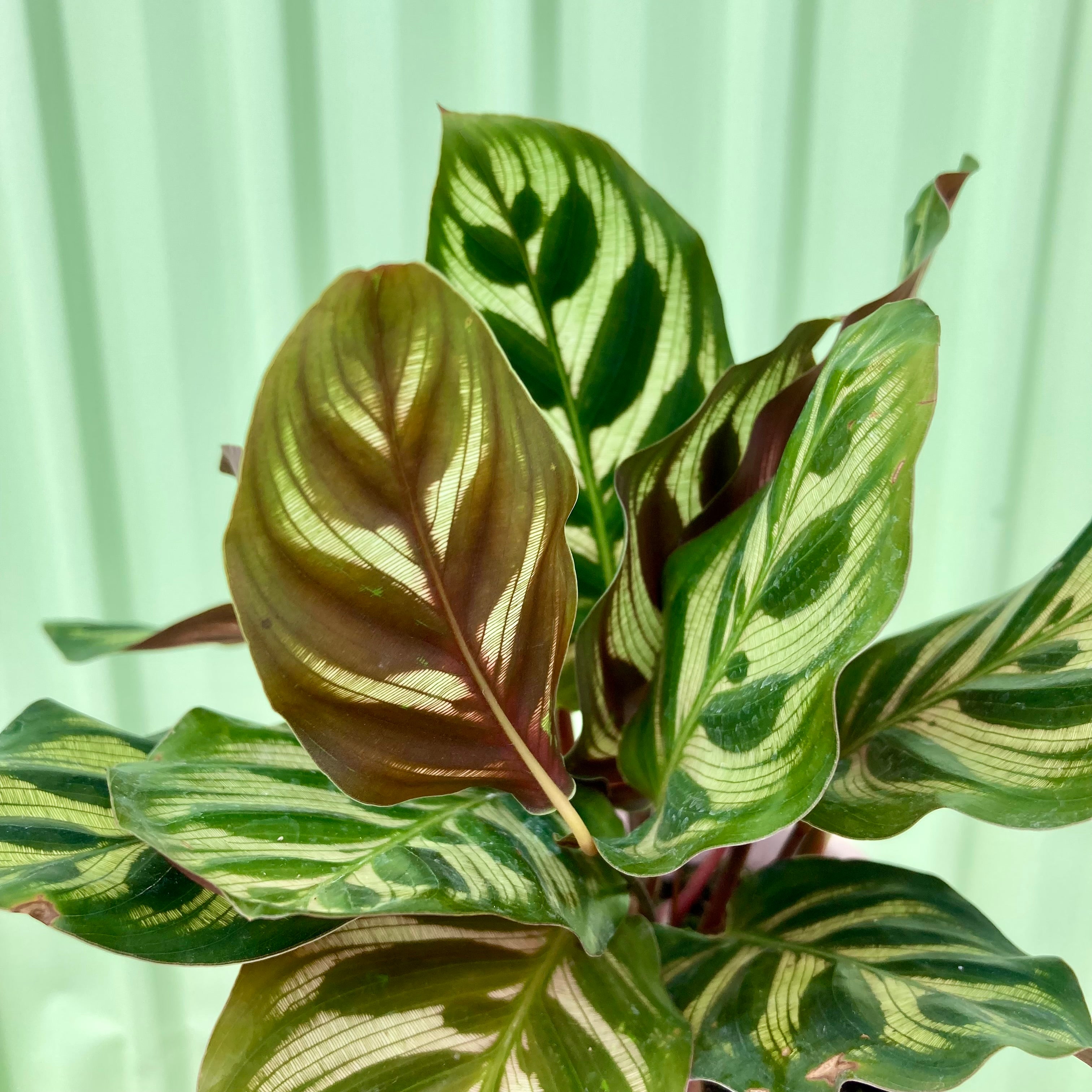 Calathea Chocolate Gift Box
