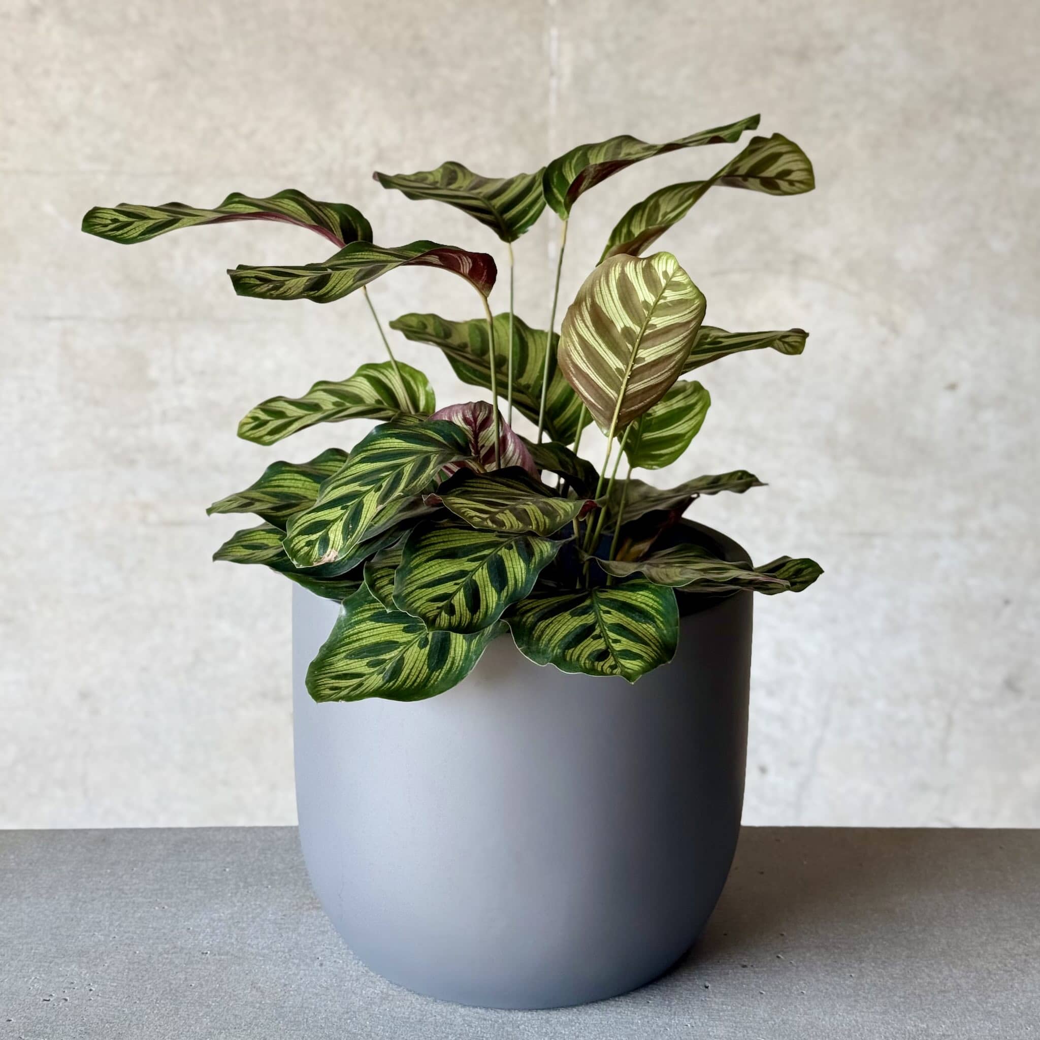 calathea pot plant in charcoal grey fibreglass planter