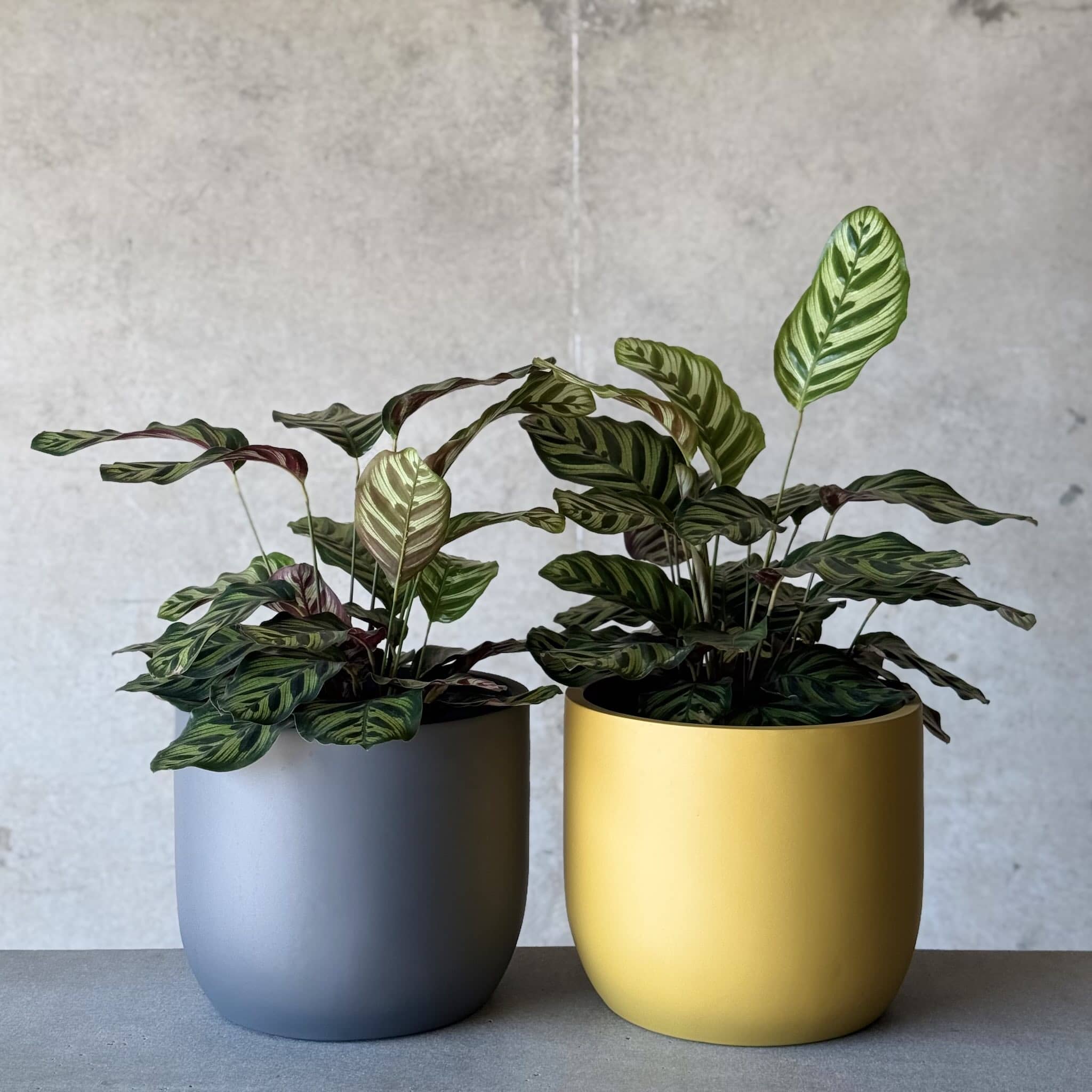 set of calathea pot plant in charcoal grey  and coral fibreglass planters