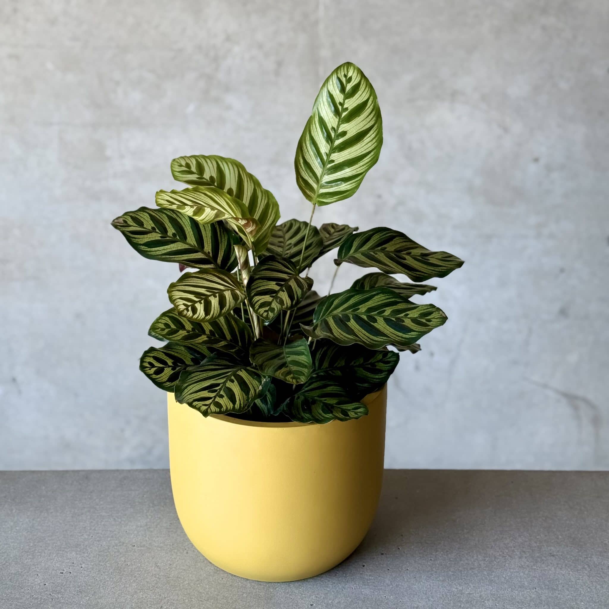 Calathea Mix n Match Planter (Small)