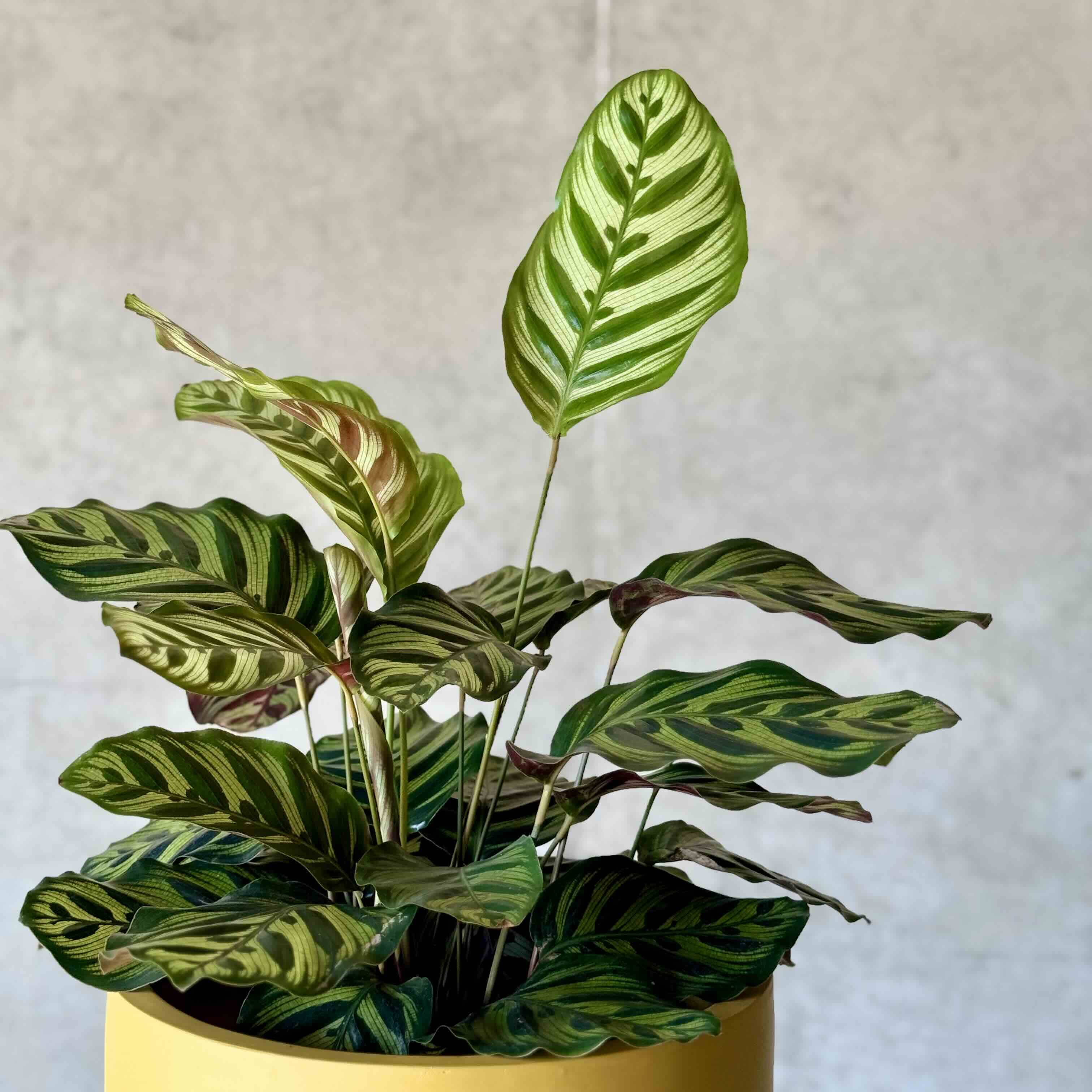 stripy leaves of calathea pot plant 