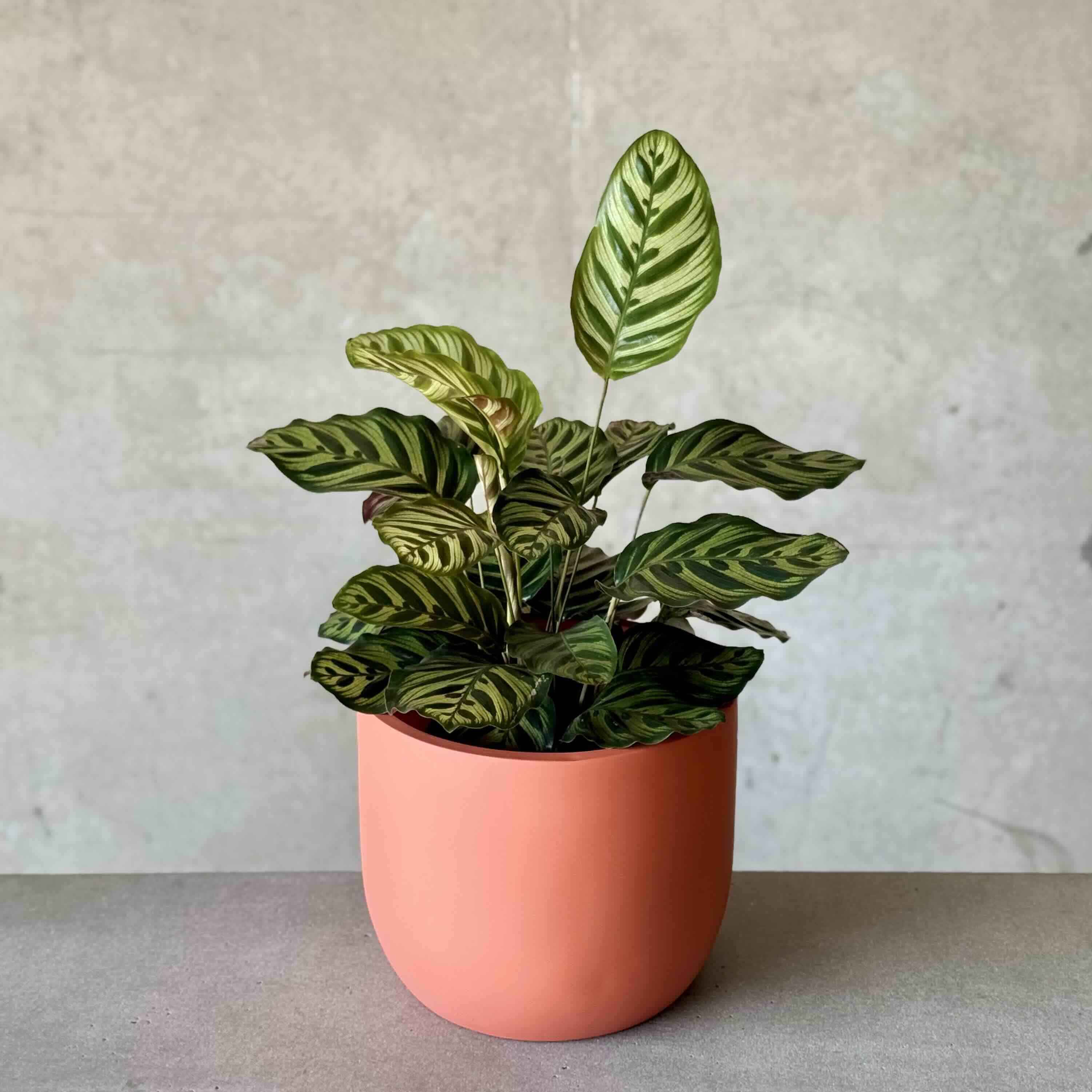 calathea pot plant in coral grey fibreglass planter