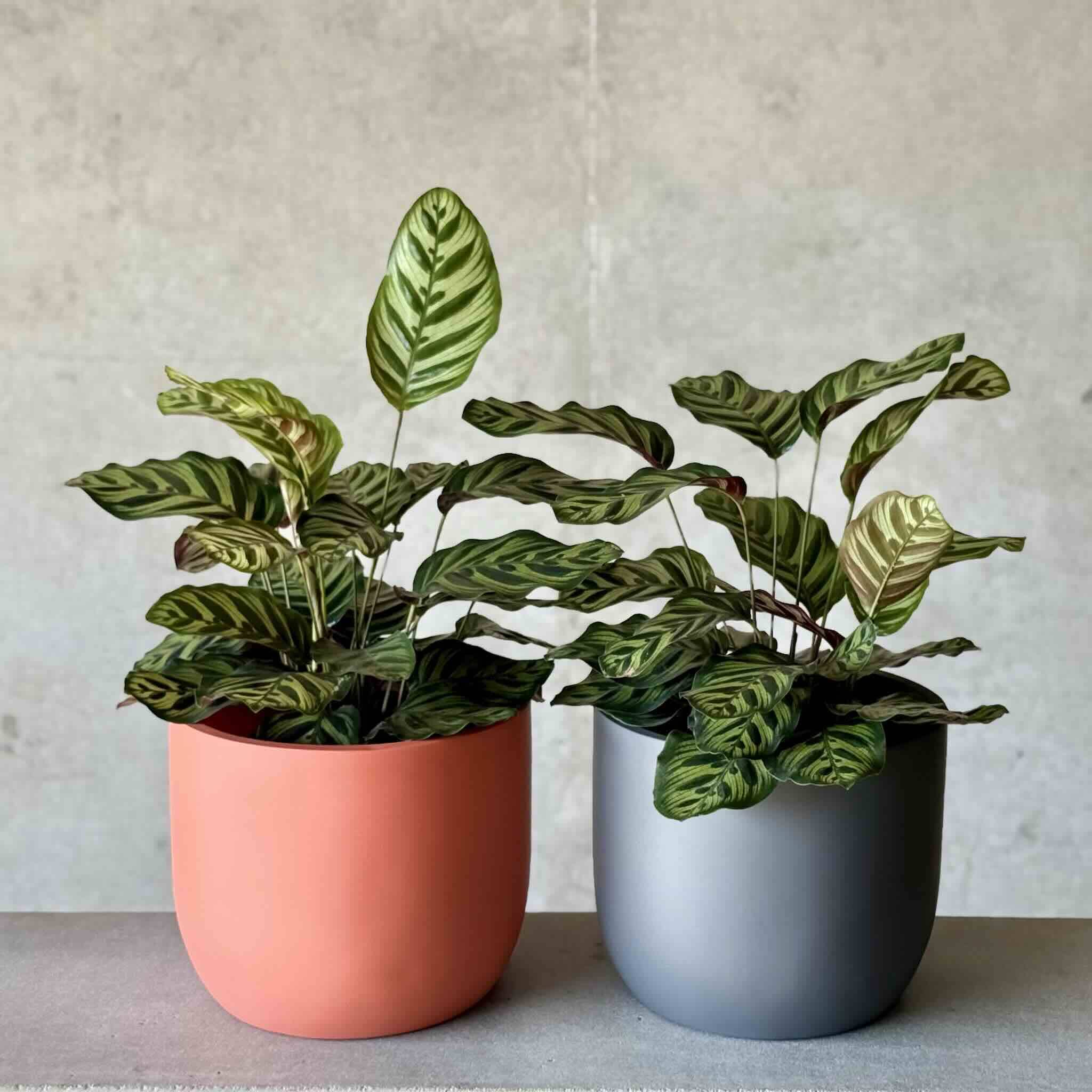 set of calathea pot plant in charcoal grey  and coral fibreglass planters