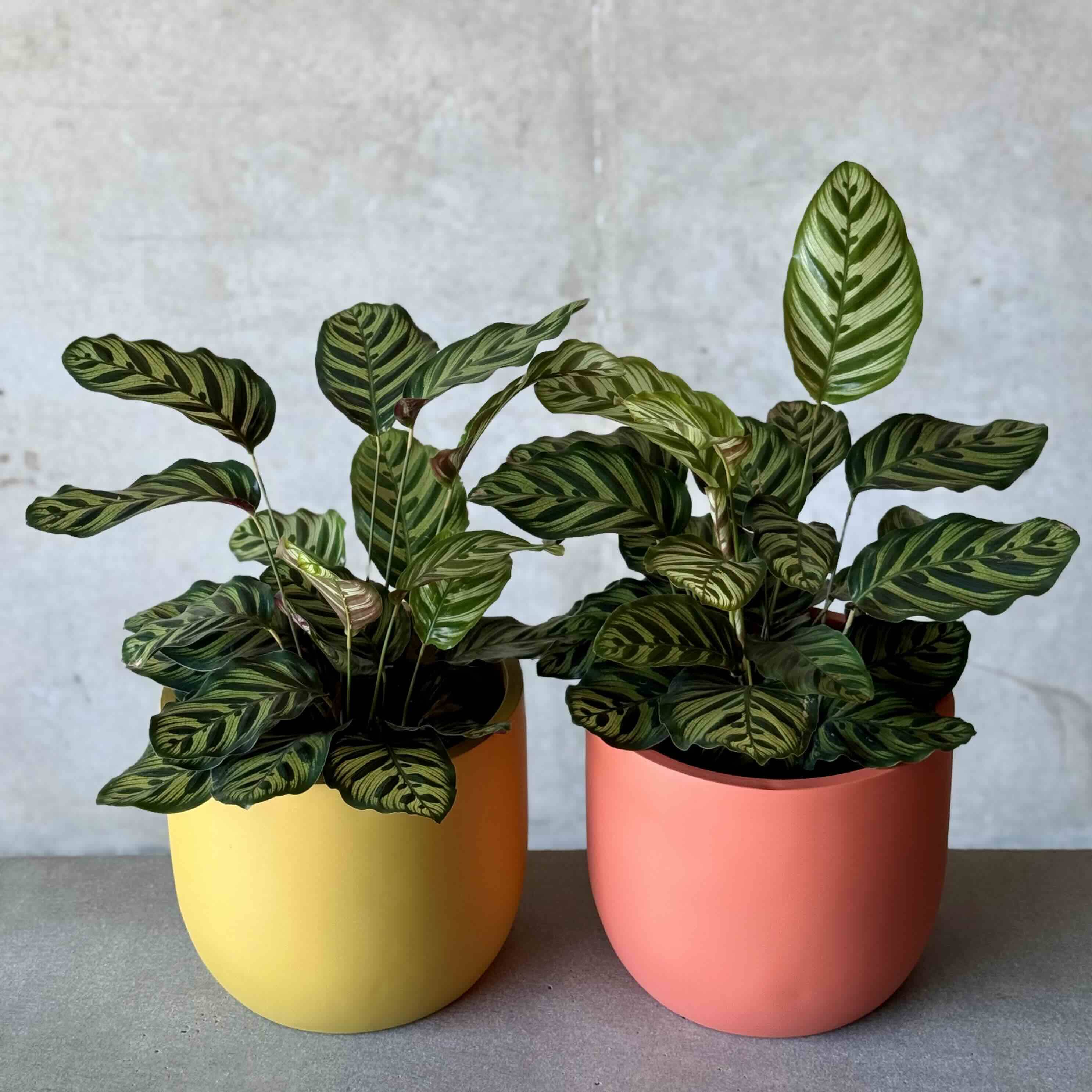 set of calathea pot plants in mustard  and coral fibreglass planters