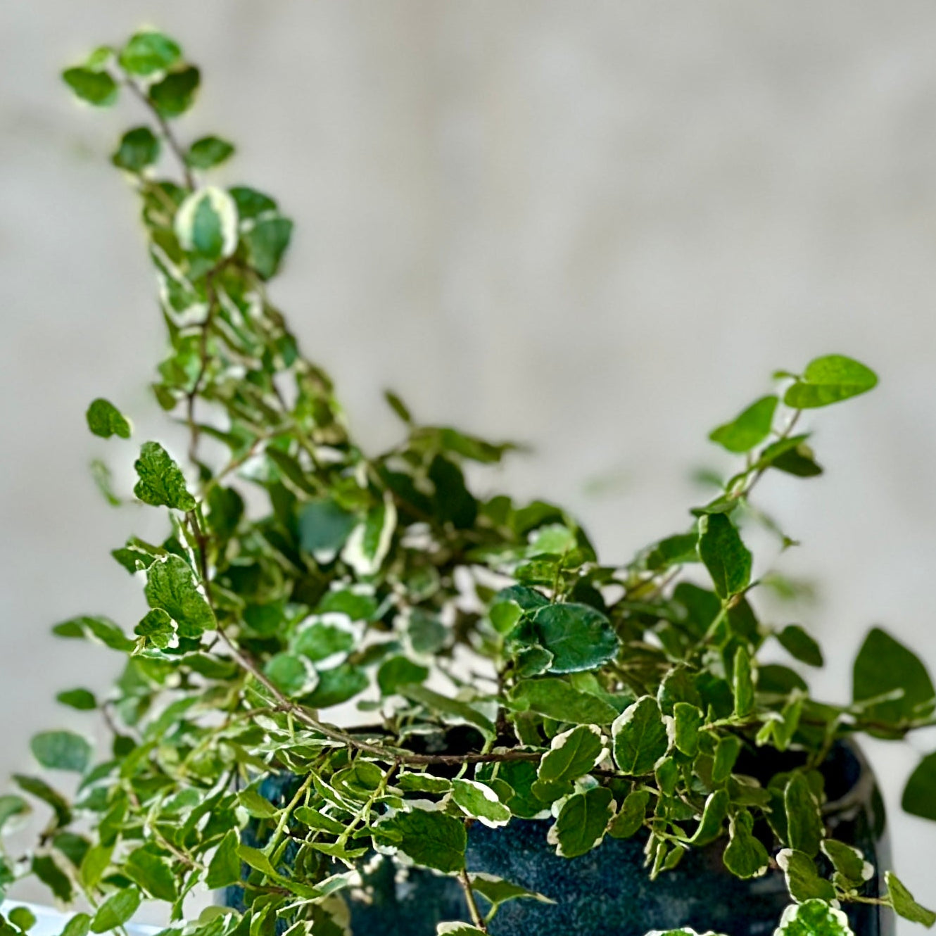 Pot Plant + Candle & Linen Spray