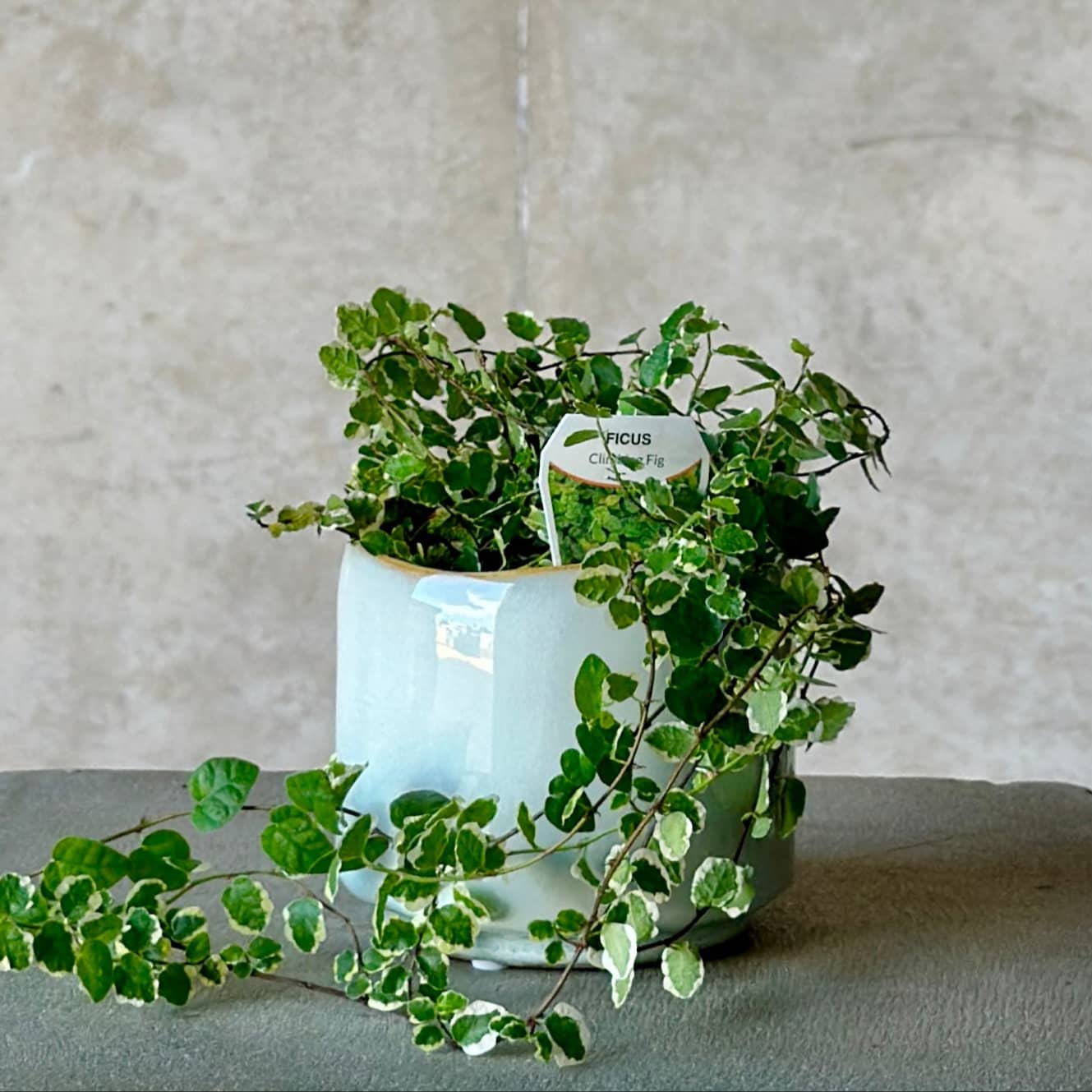 Pot Plant + Candle
