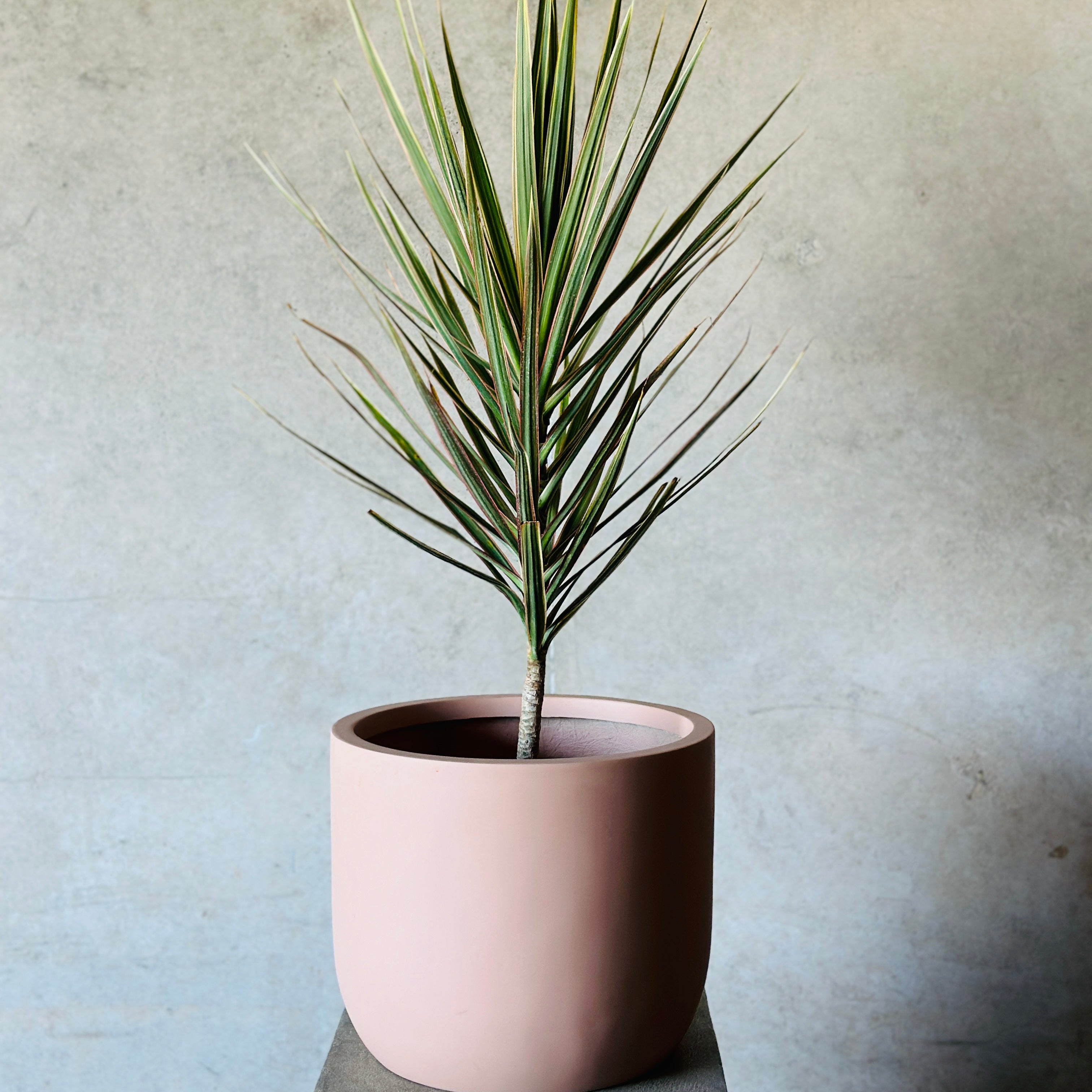 Dracaena Pot Plant - PInk