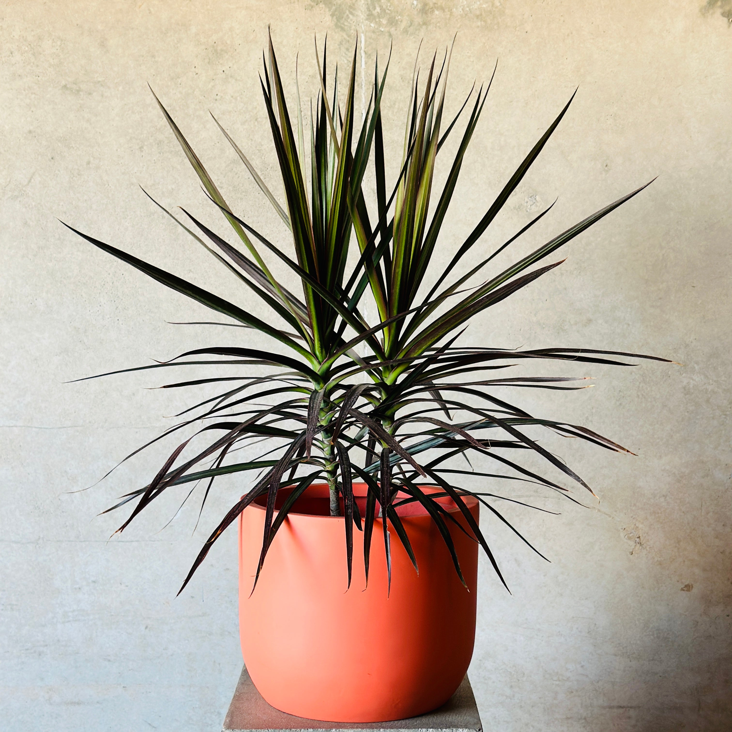 Dracaena Mix n Match Planter (Medium)