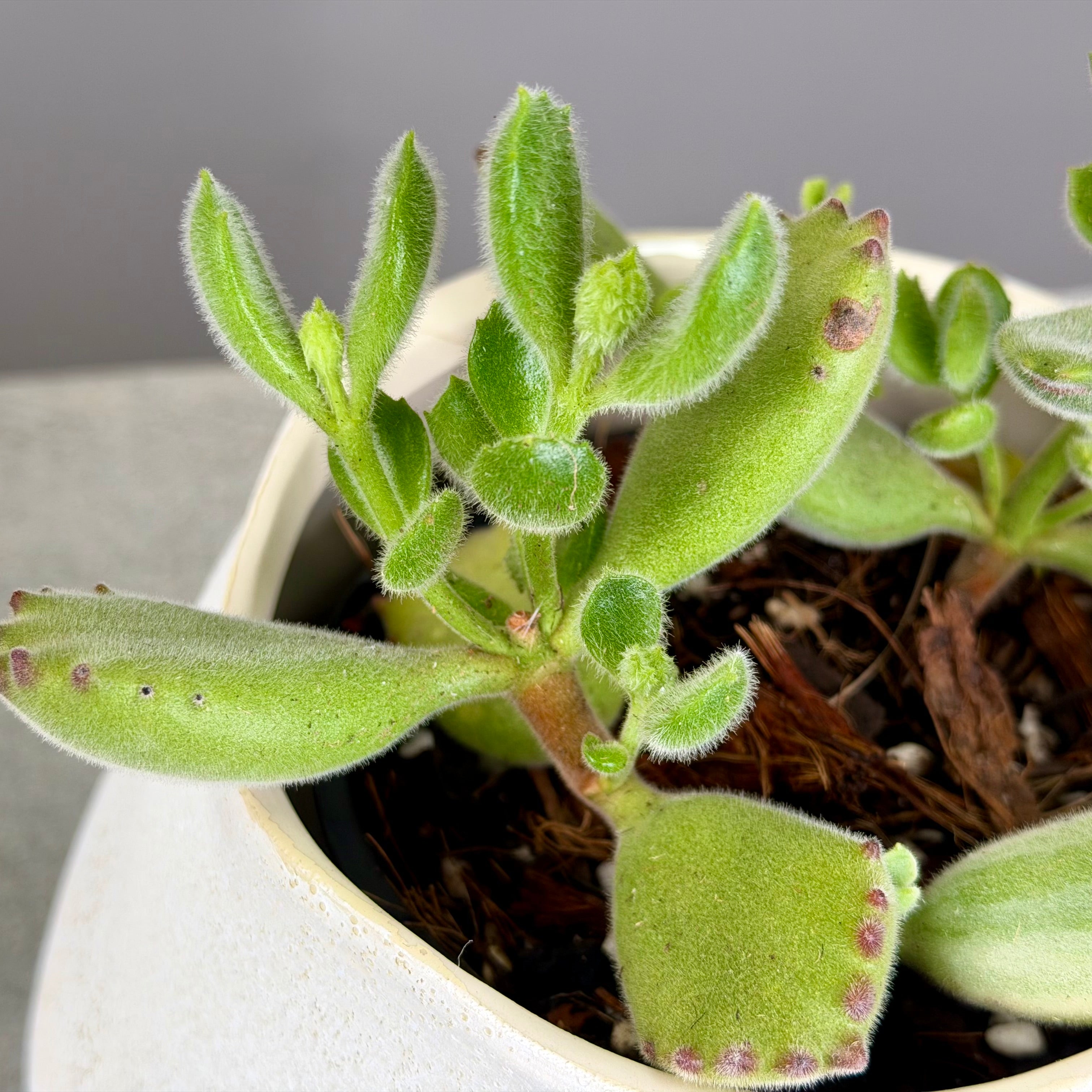 Succulent in Cream Planter - Large