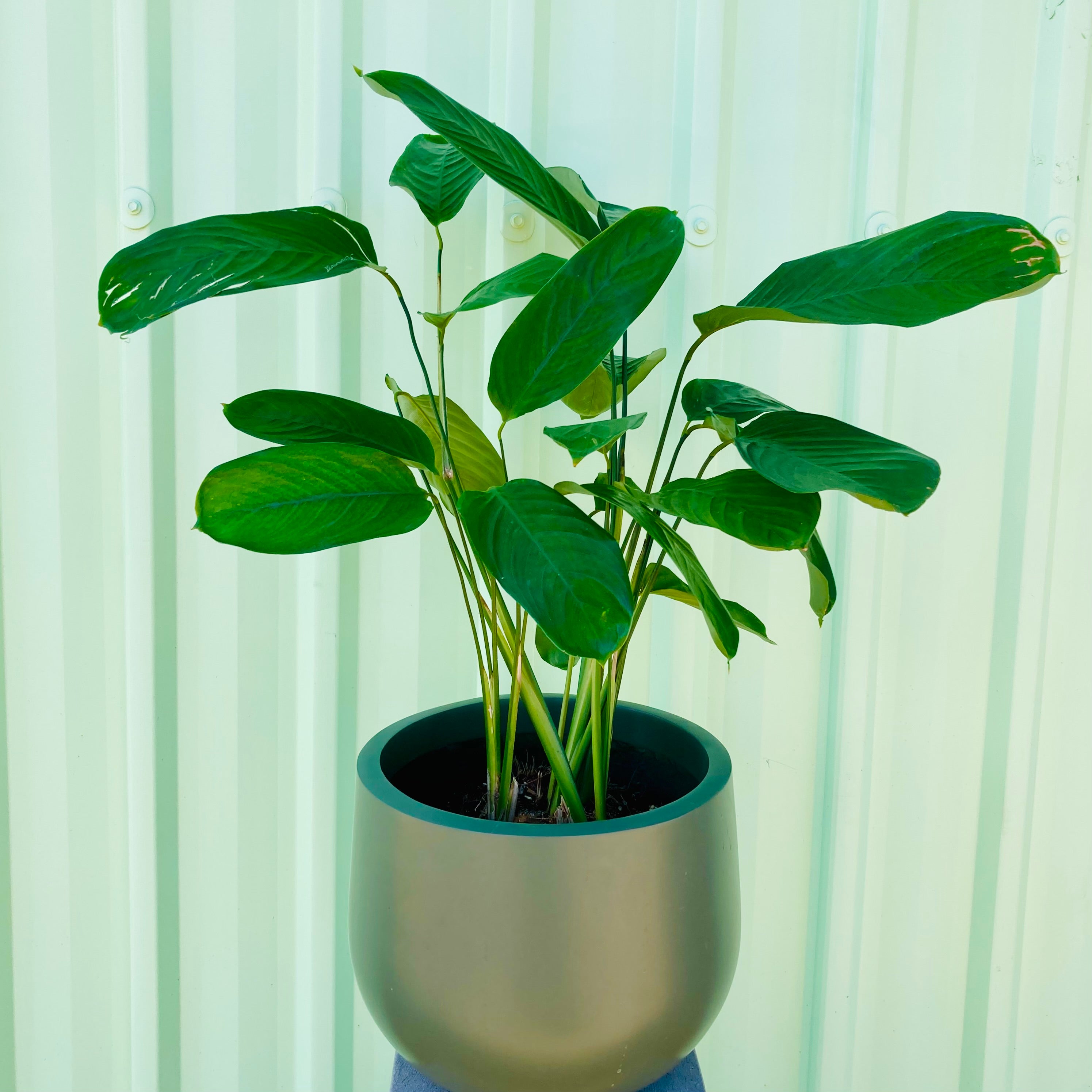 Ctenanthe Pot Plant