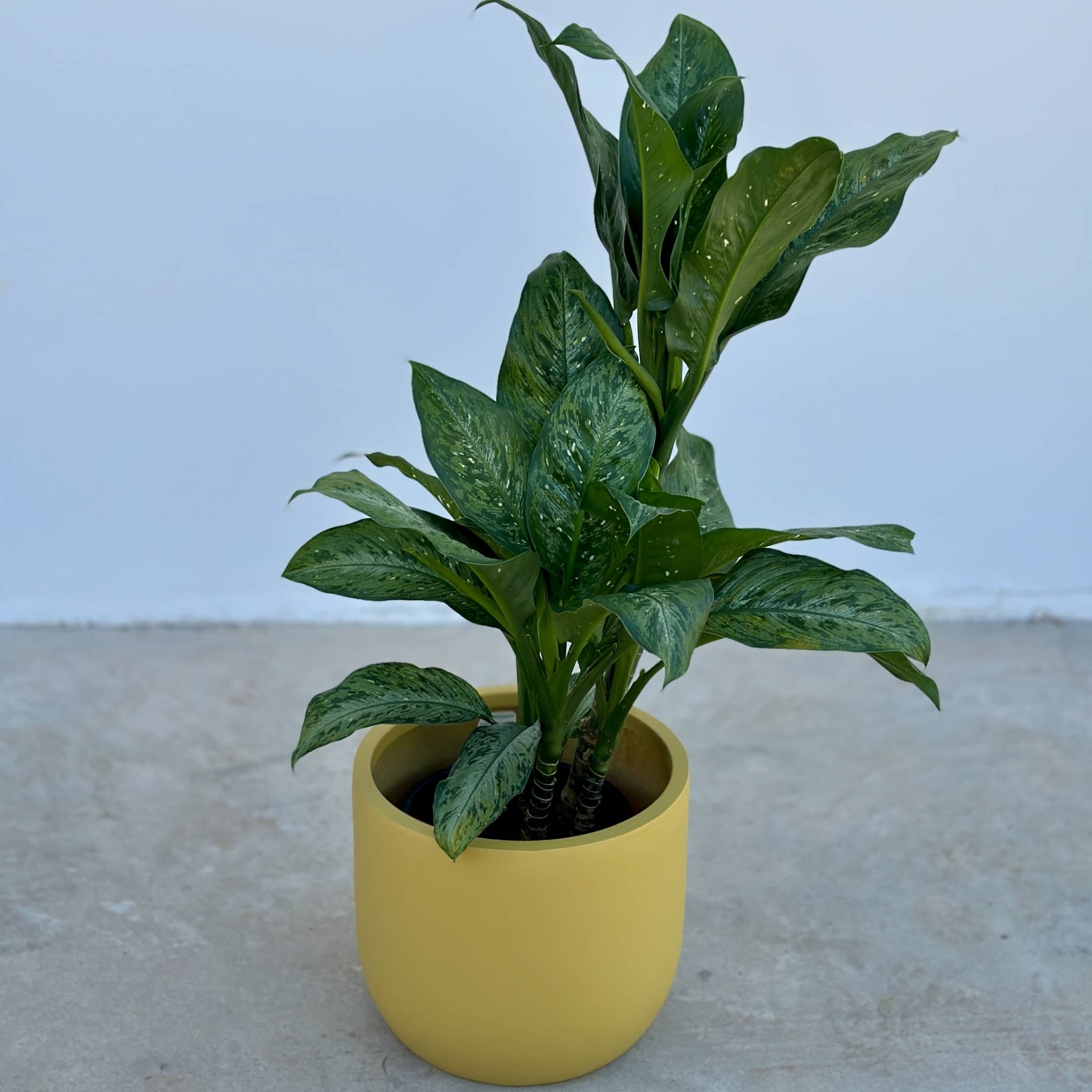 Dieffenbachia Mix n Match Planter (Large)