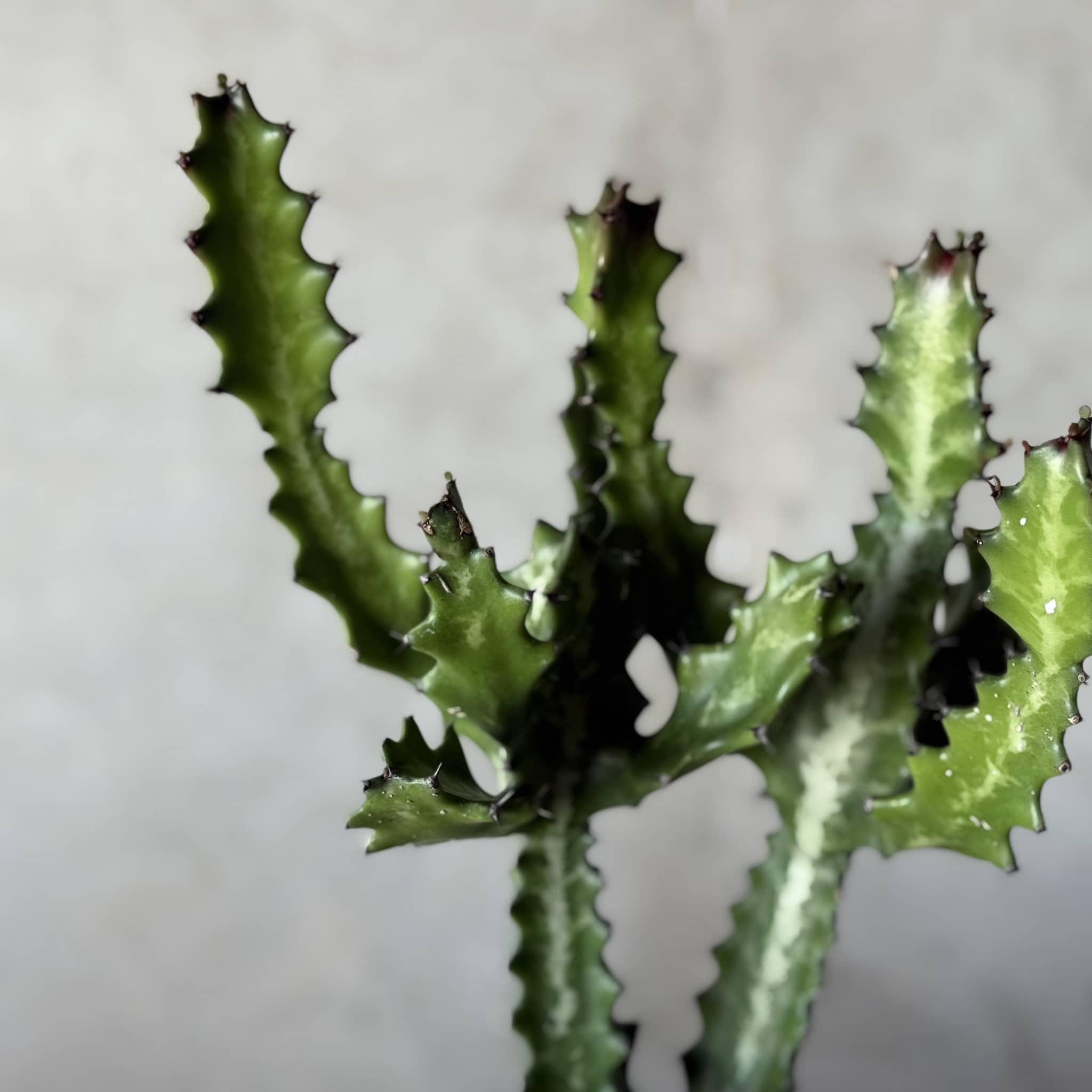 Close-up of a green euphorbia lactea plant