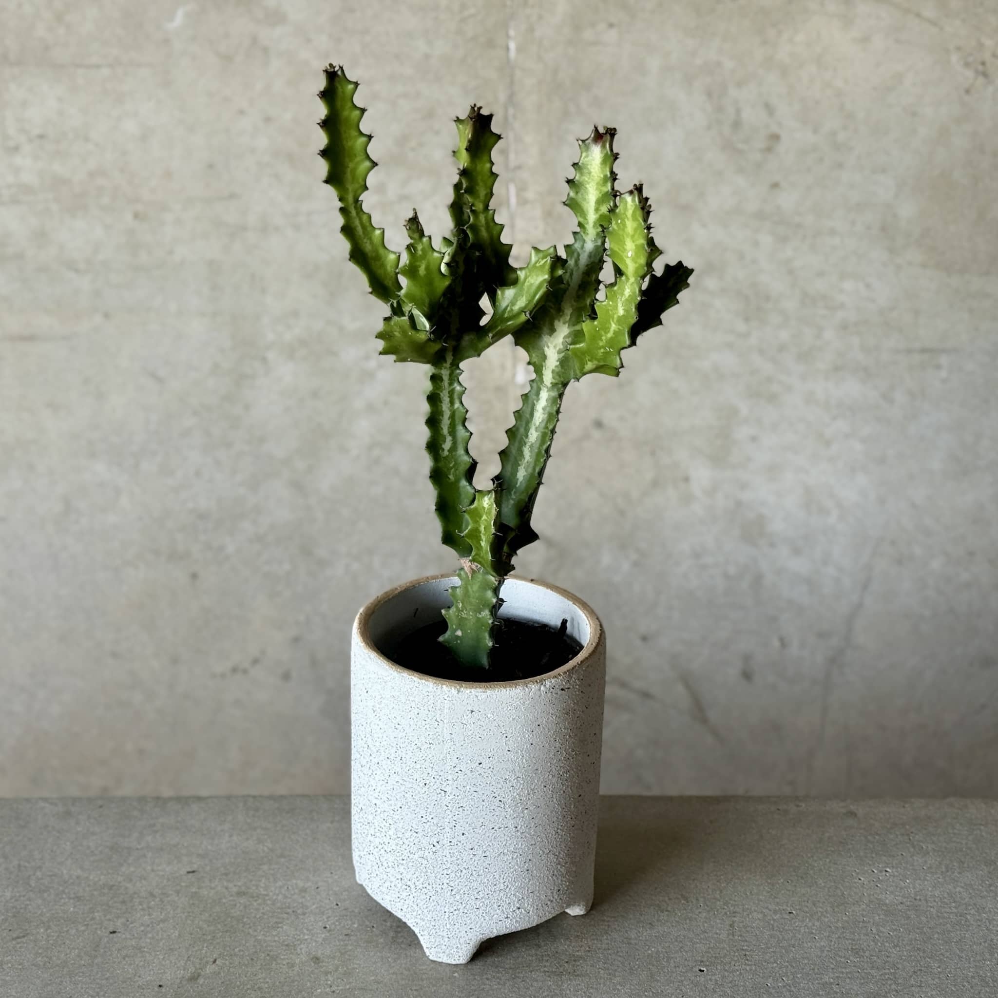 Euphorbia Lactea Mottled Spurge in pot