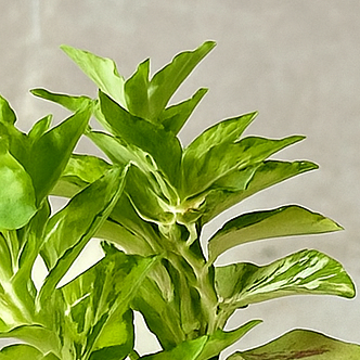 Pot Plant + Candle & Linen Spray