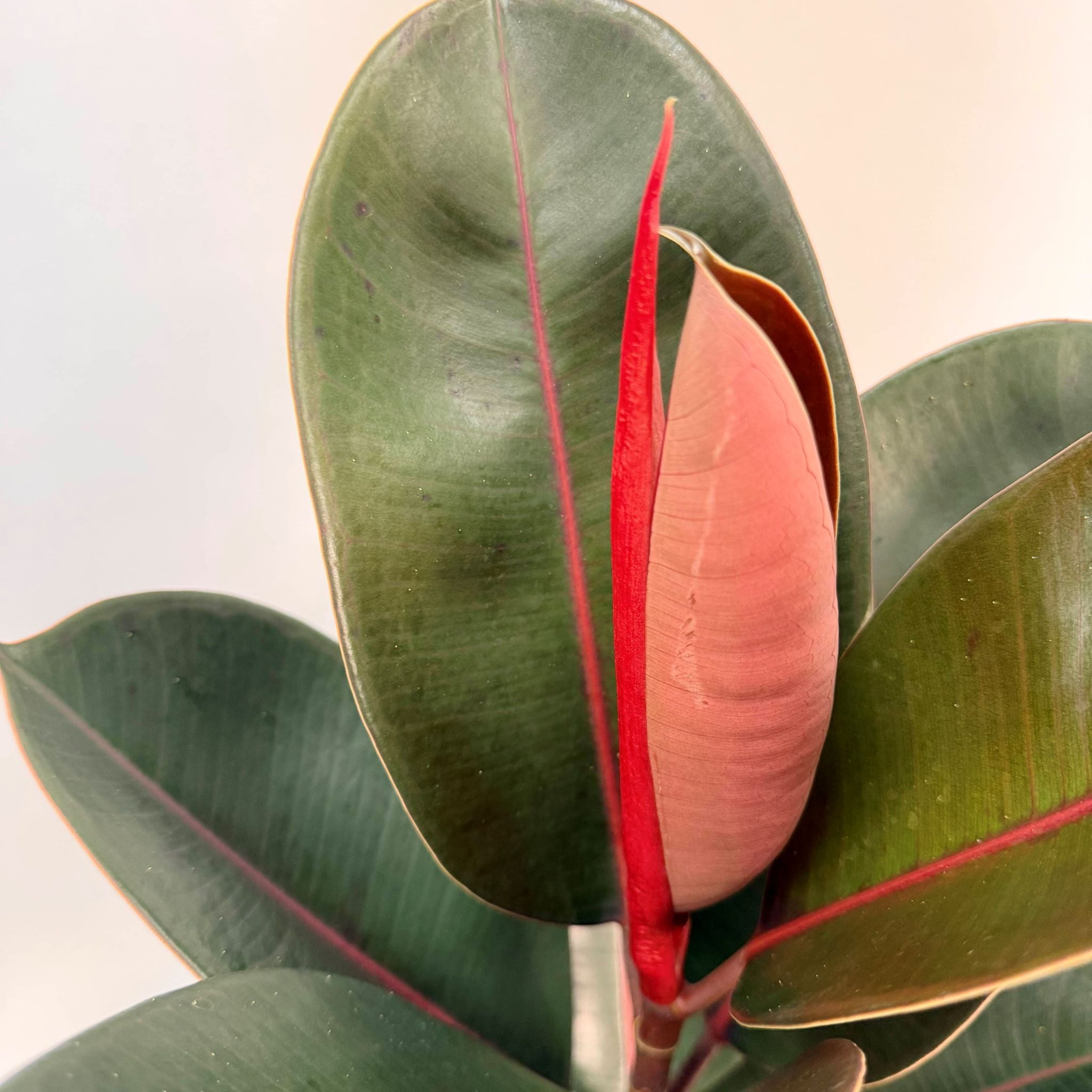 Ficus 'Burgundy' & Tromso Pot