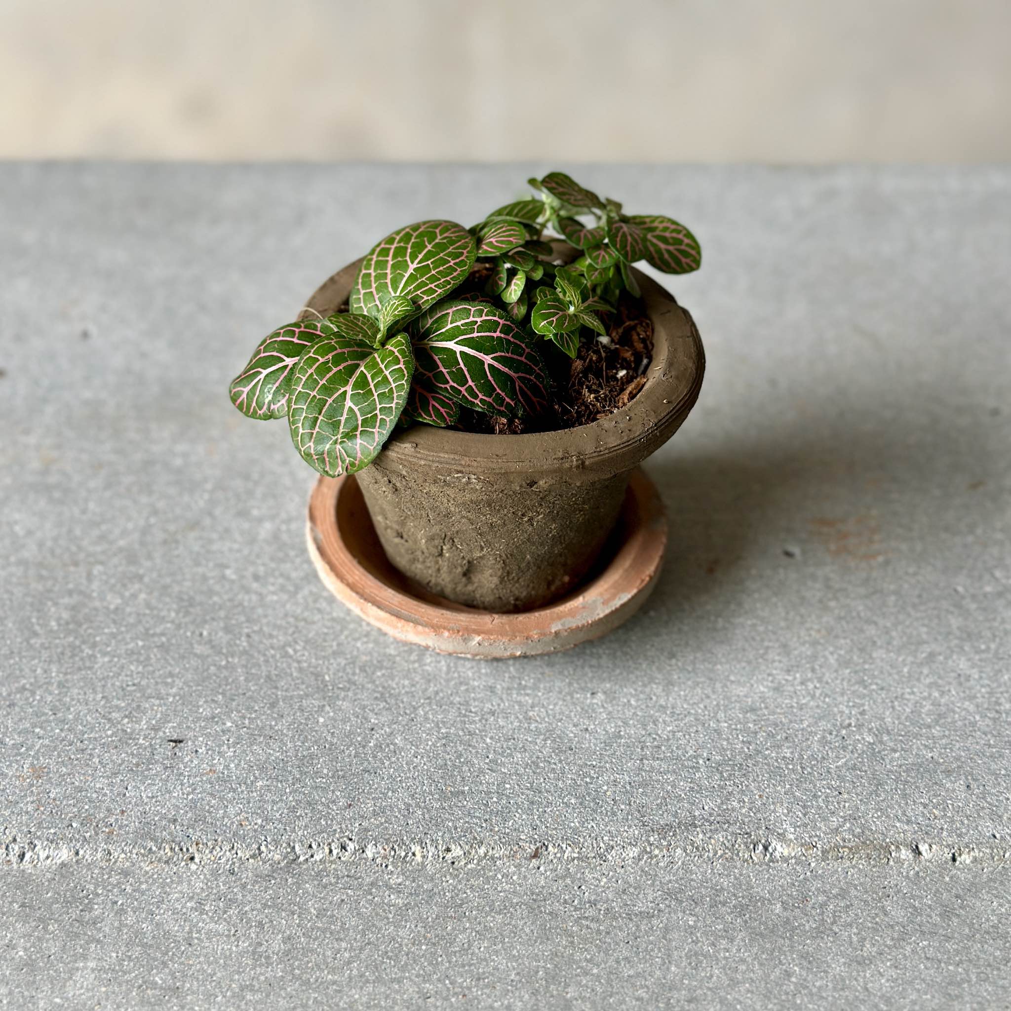 mini fittoni pot plant