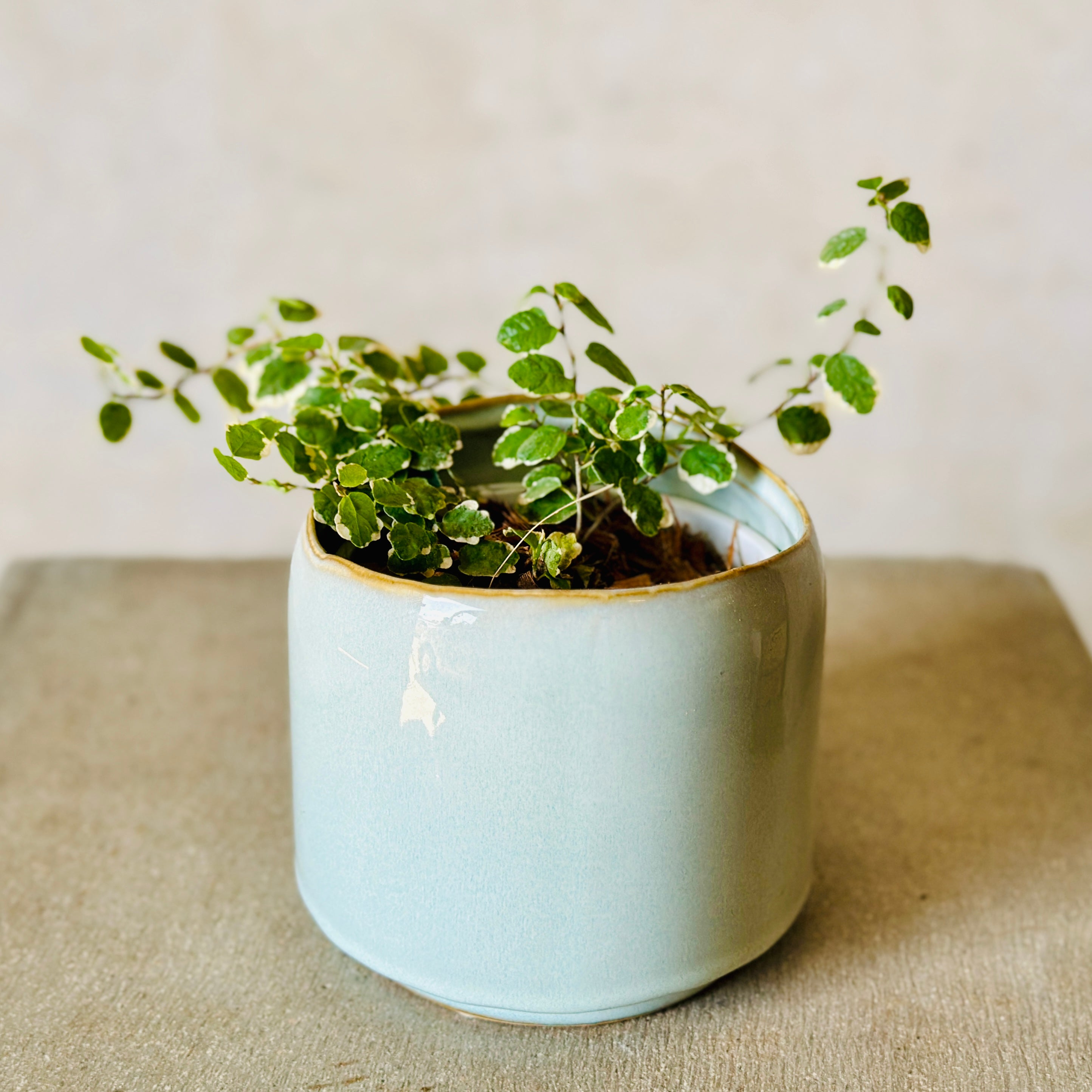 Small Pot Plant Bundle