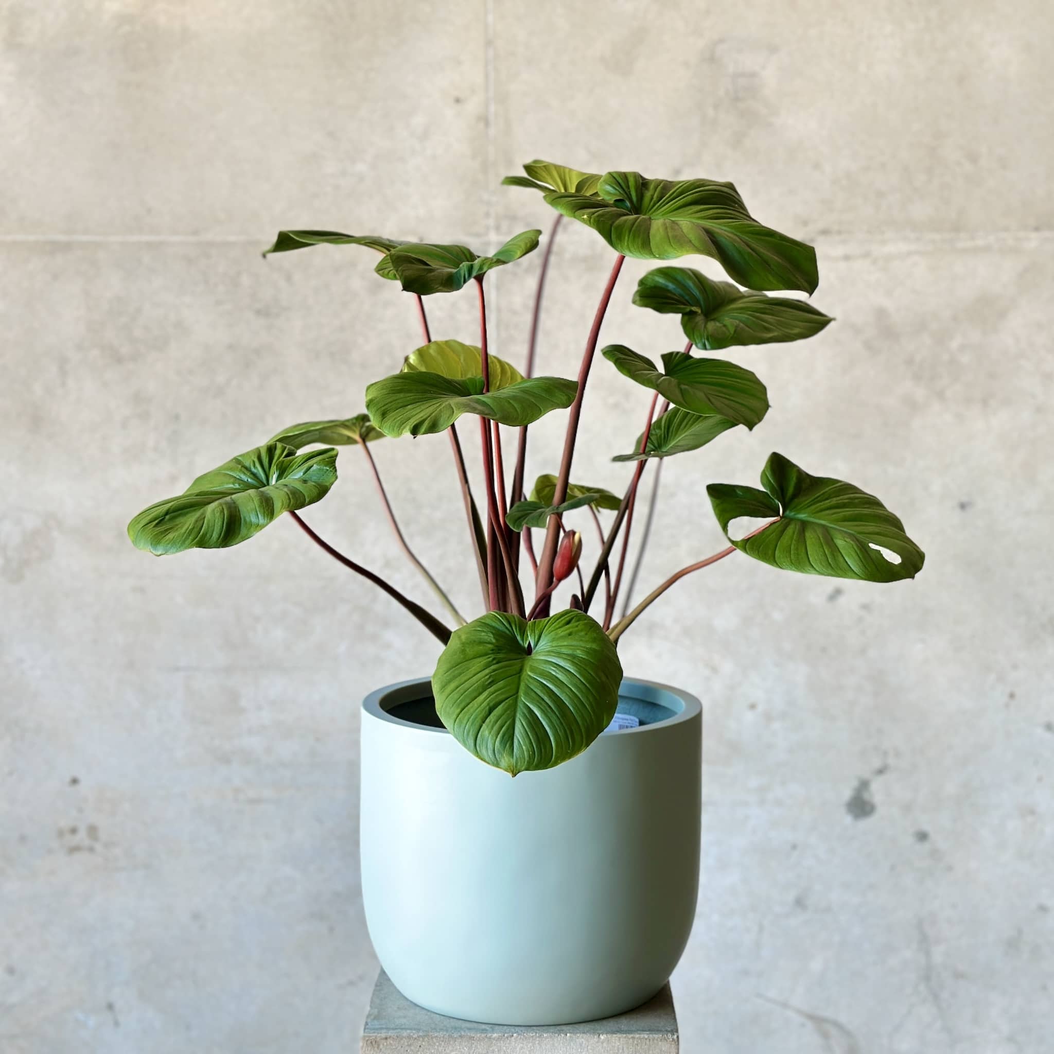 Homalomena Mix n Match Planter (Large)