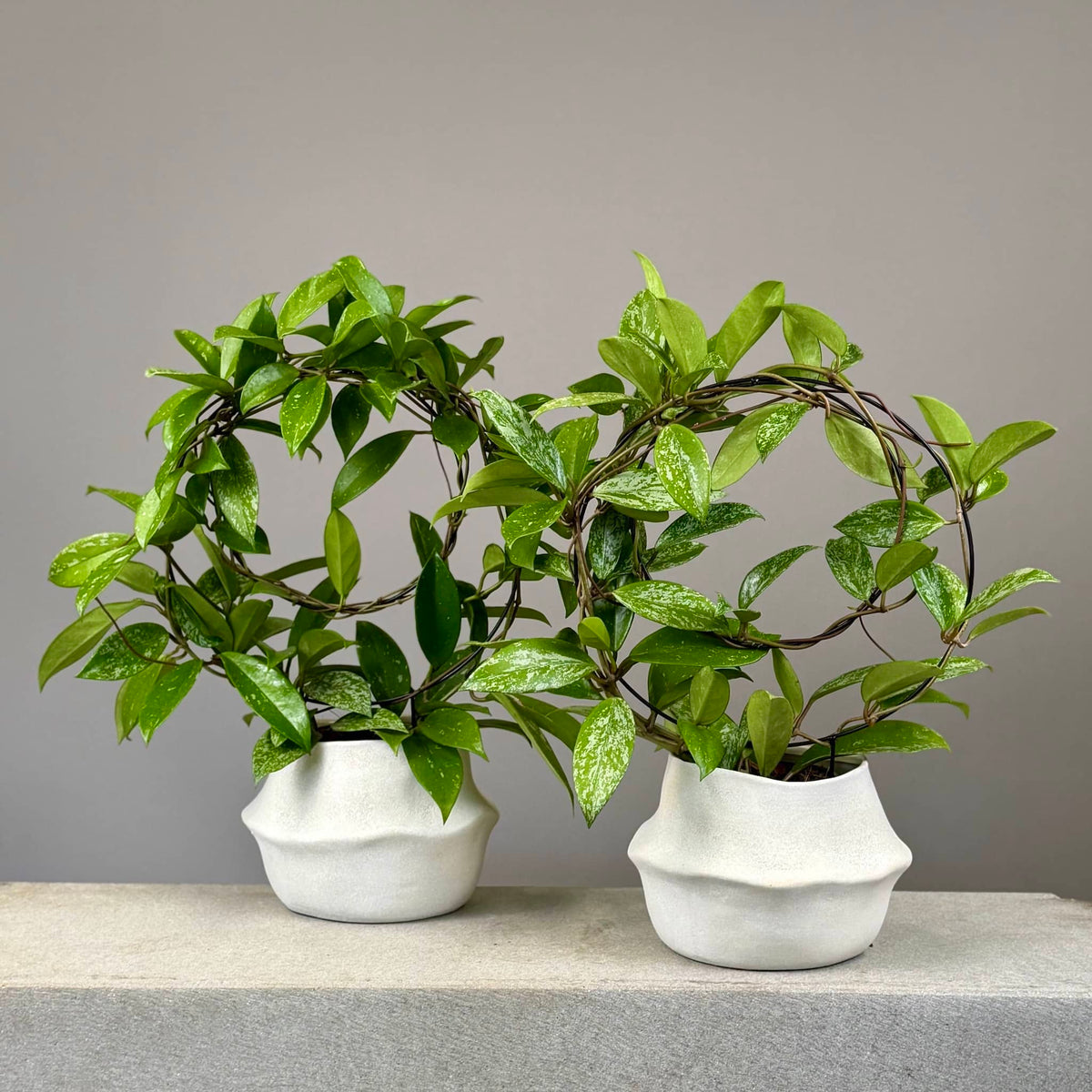 Hoya in Cream Planter