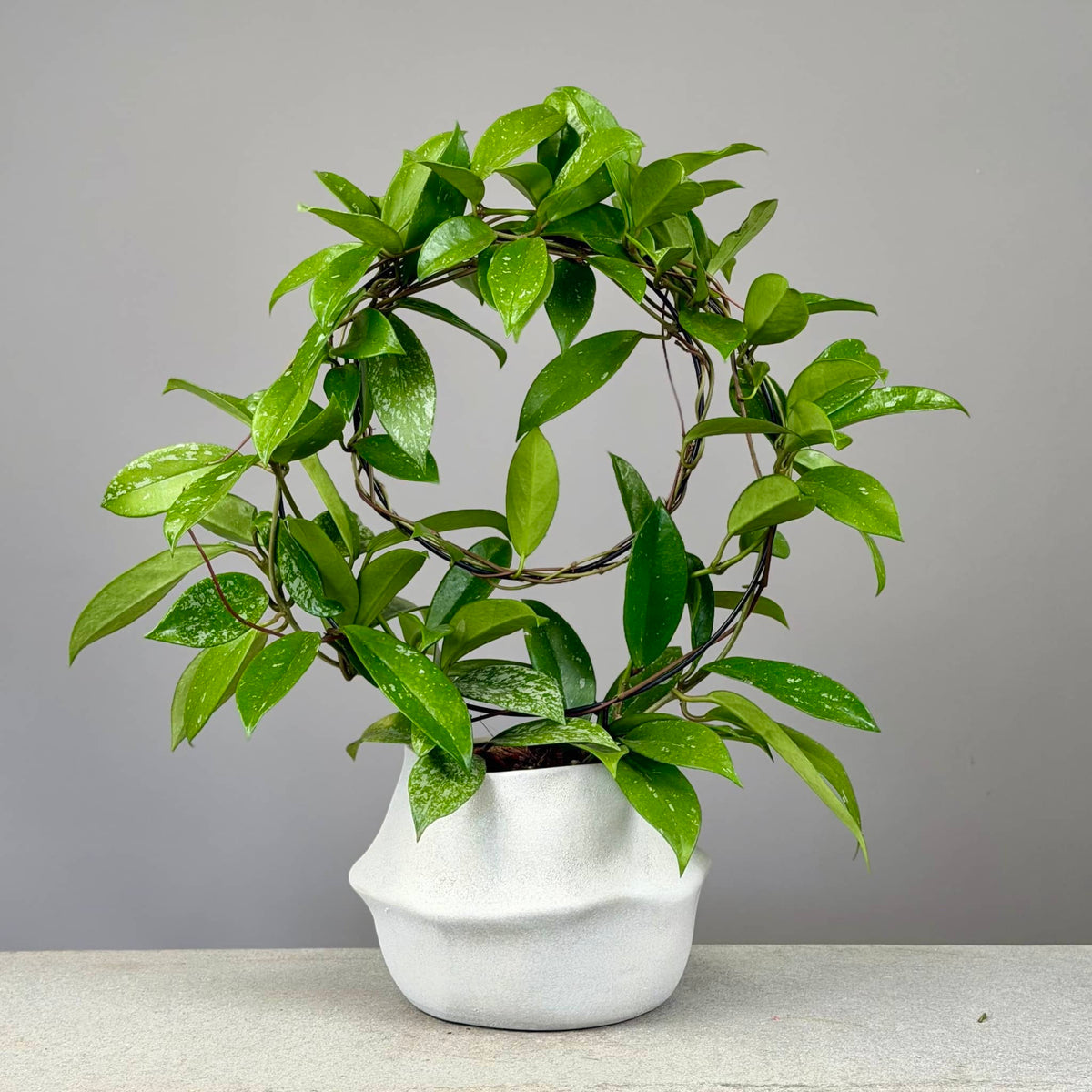 Hoya in Cream Planter