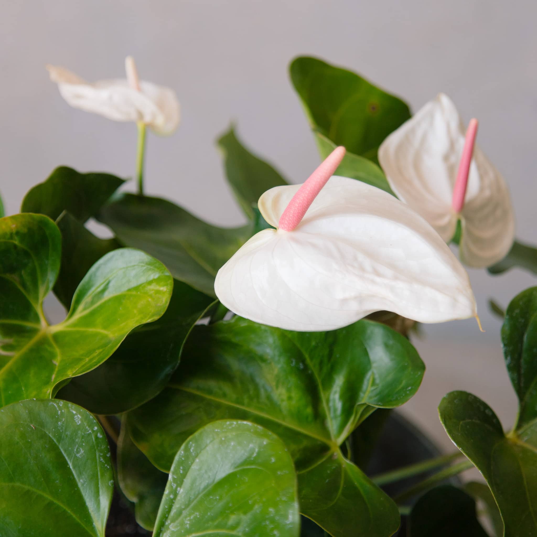 Anthurium in Cement Egg Planter