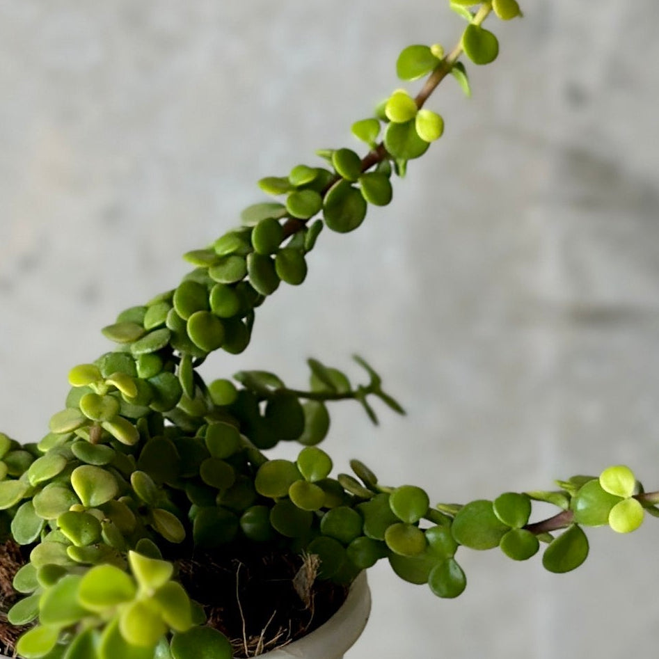 Pot Plant + Candle & Linen Spray