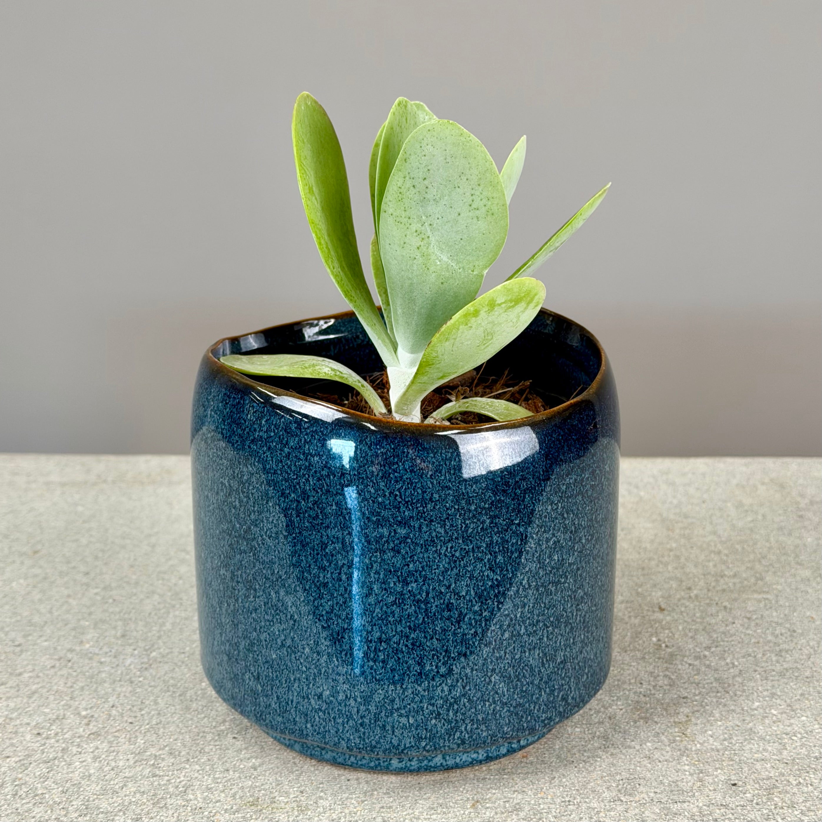 Pot Plant + Candle