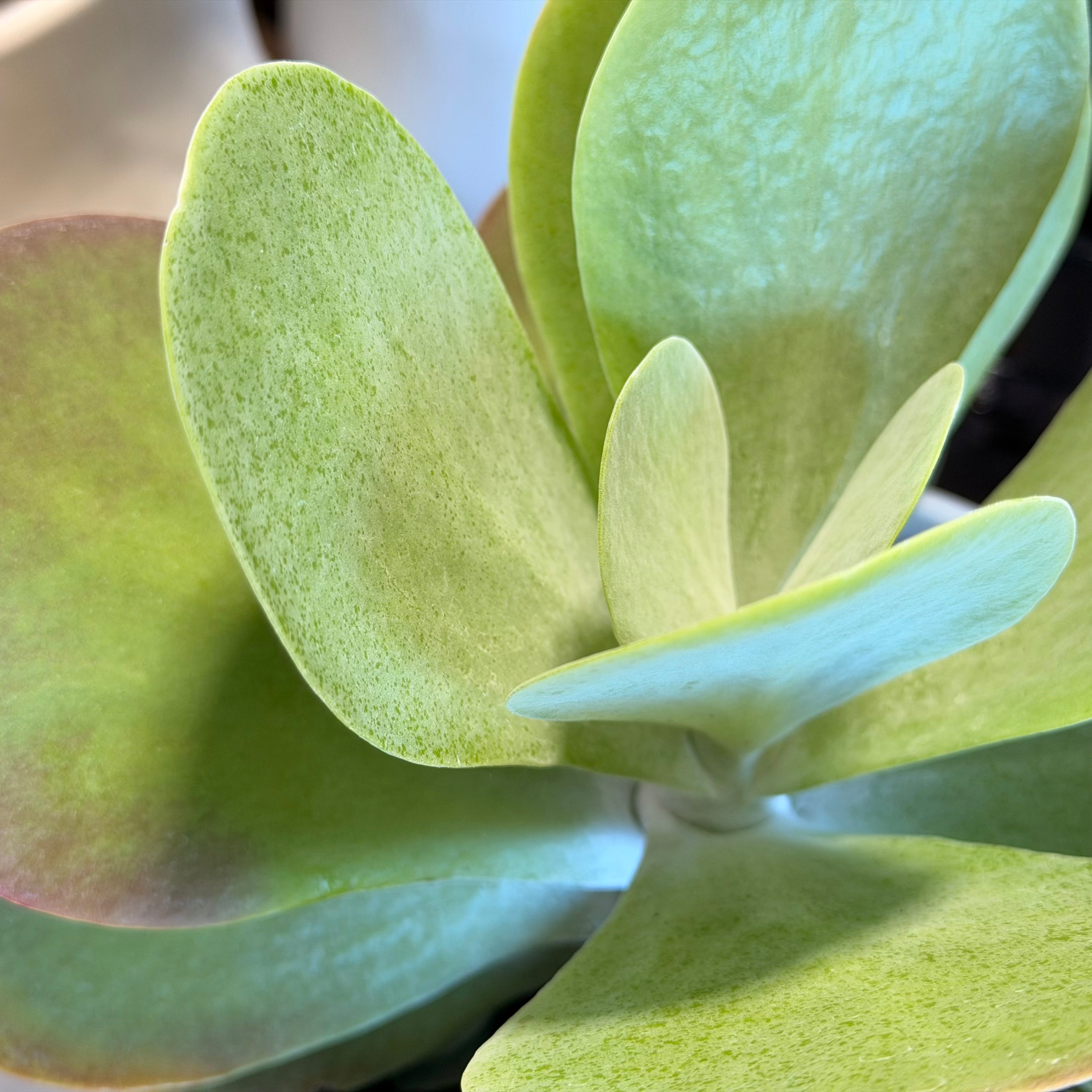 Succulent in Cream Planter - Large