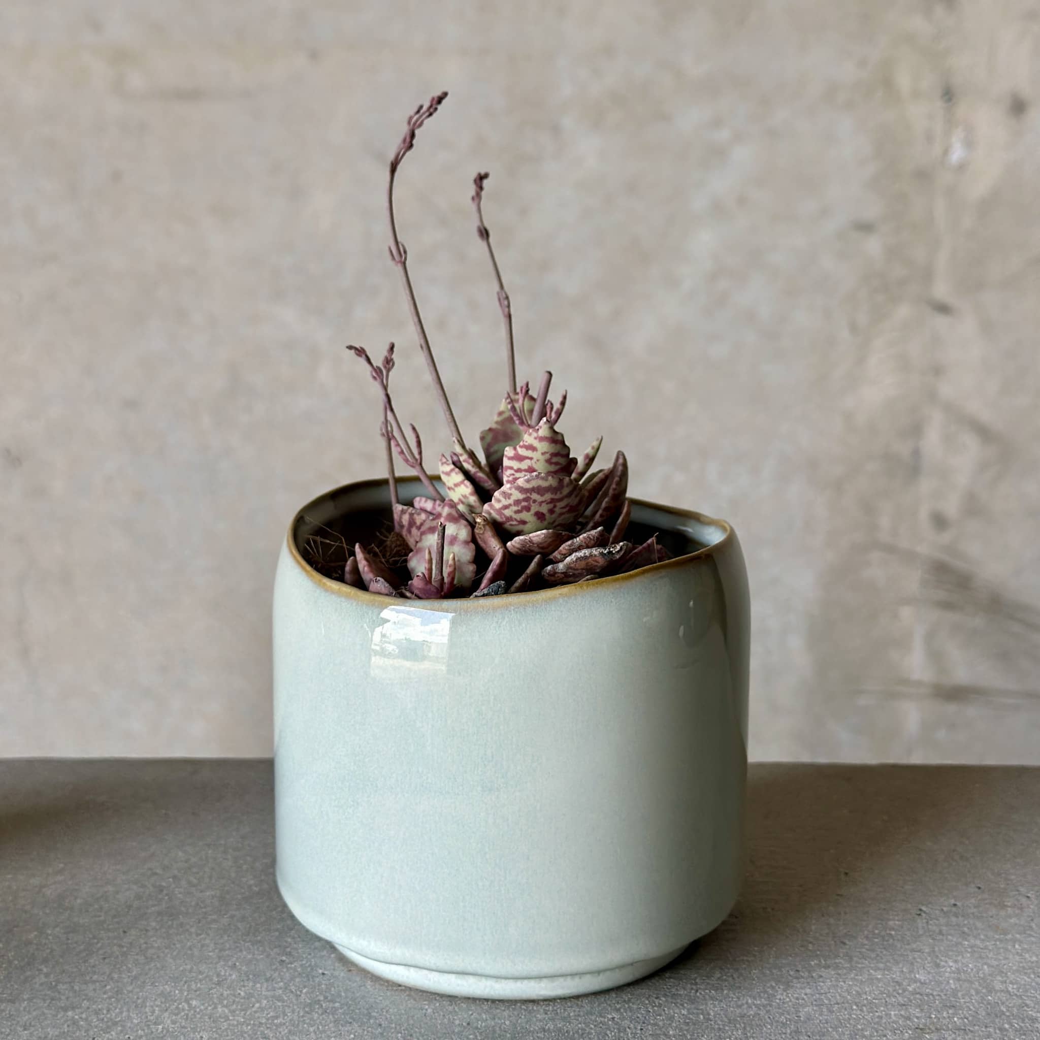 Sky Pot Plant + Candle
