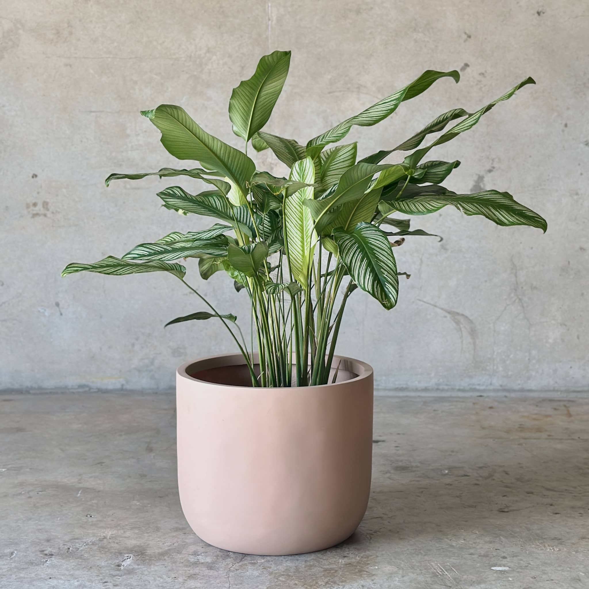 Calethea Dusty Pink Planter (XX Large)