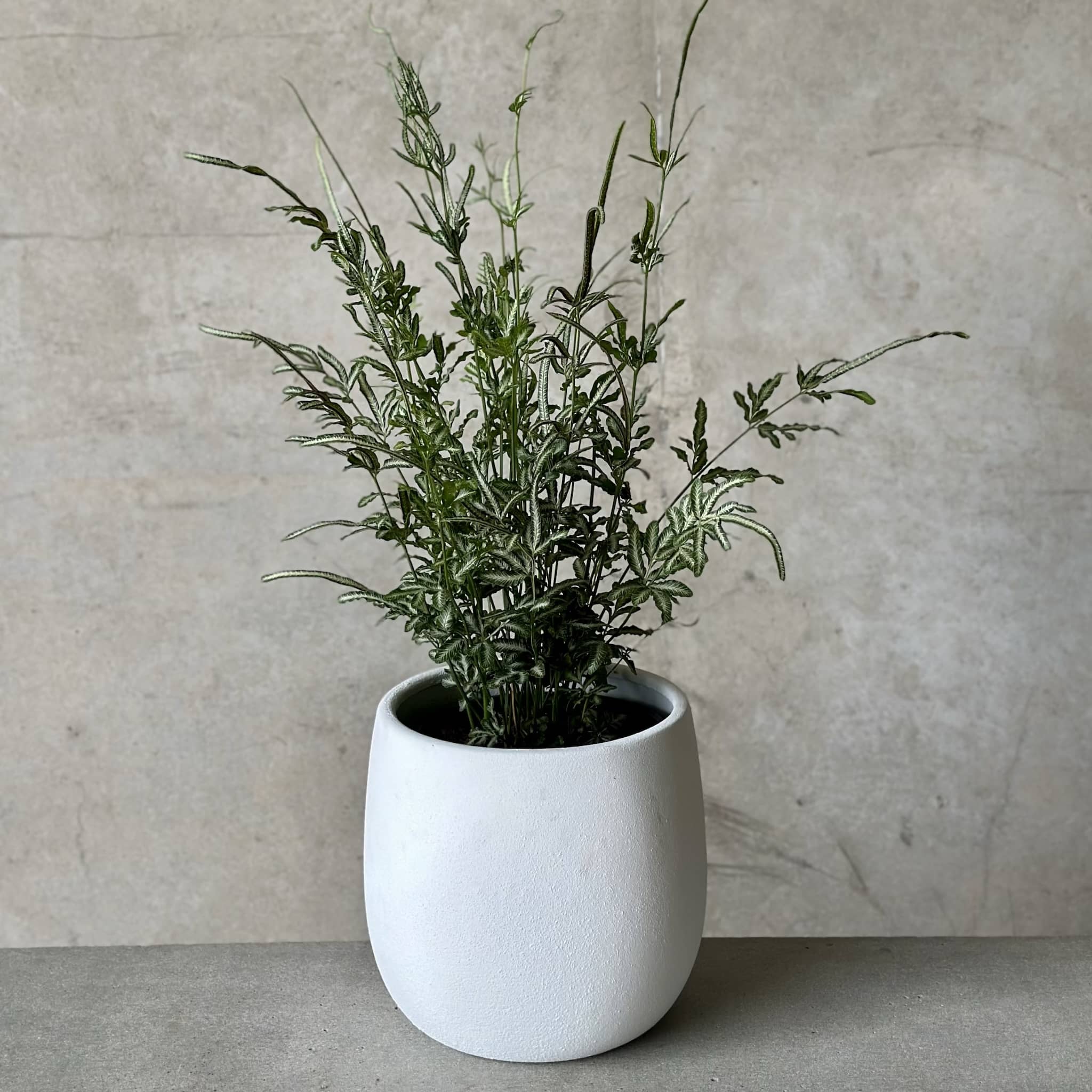 Silver Lace Fern in White Rogue Pot