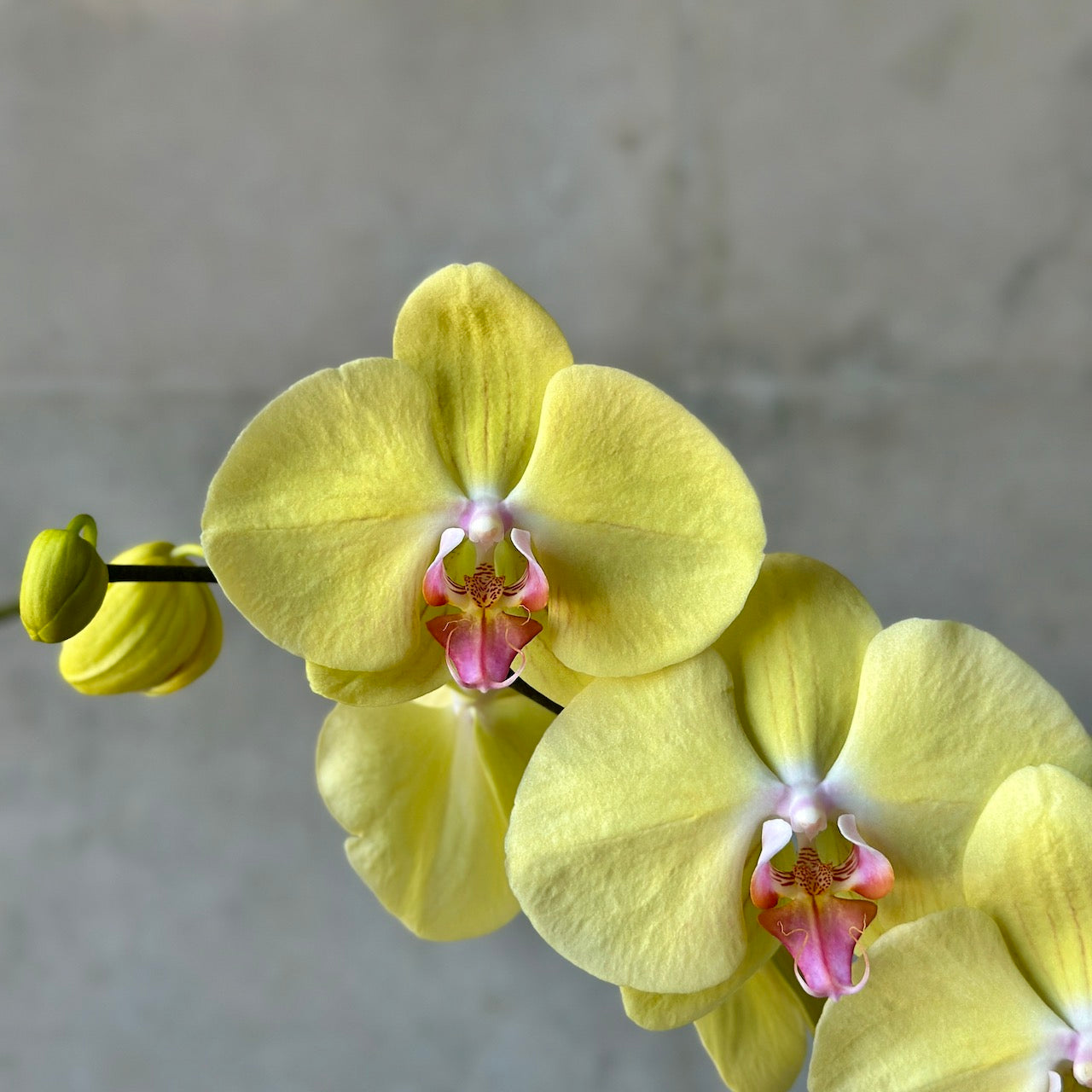 Orchid in cream planter