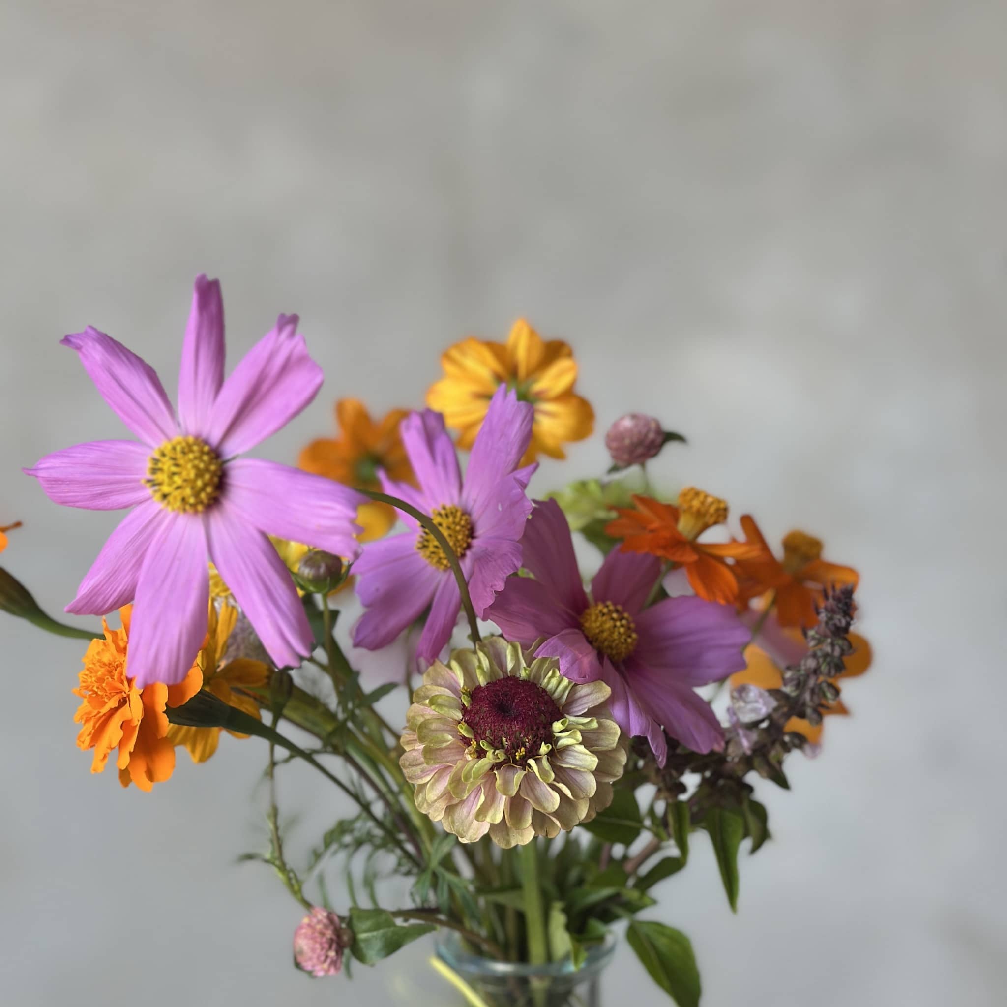 Darwin local grown dry season blooms