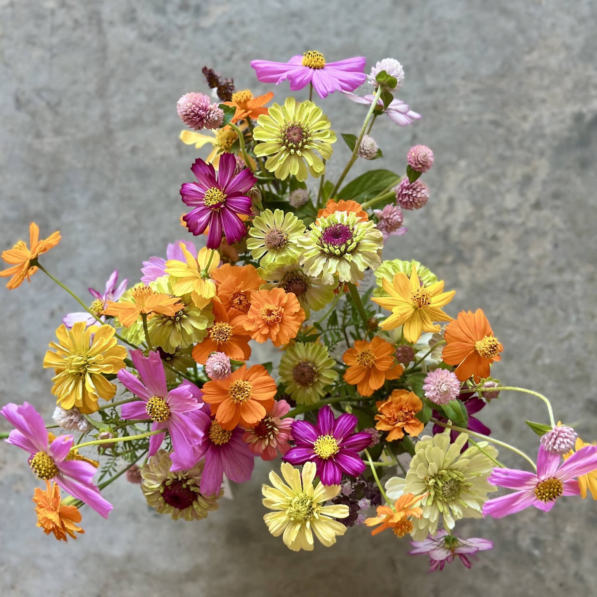 local grown Darwin dry season flowers