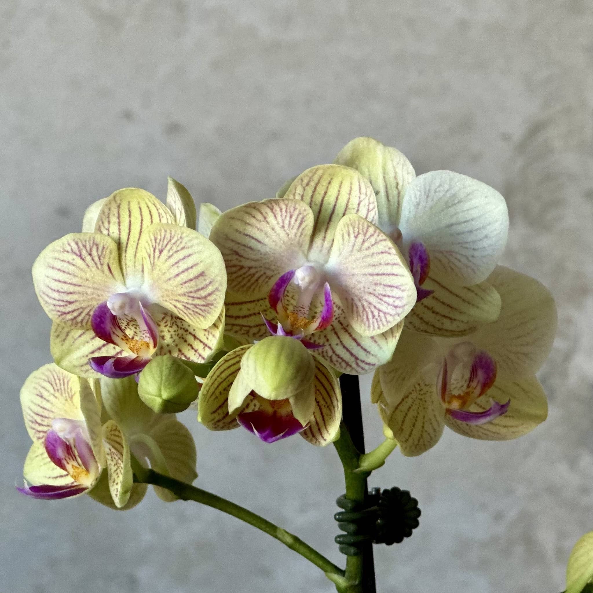 Mini Orchid Plant + Chocs