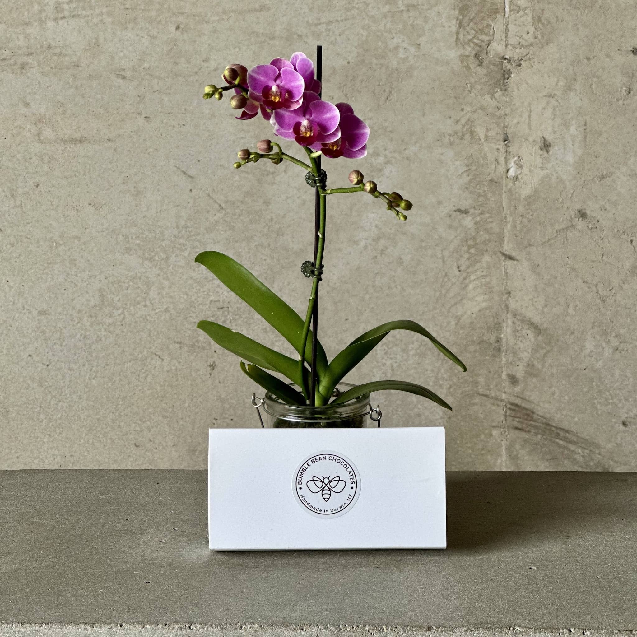 Mini Orchid Plant + Chocs