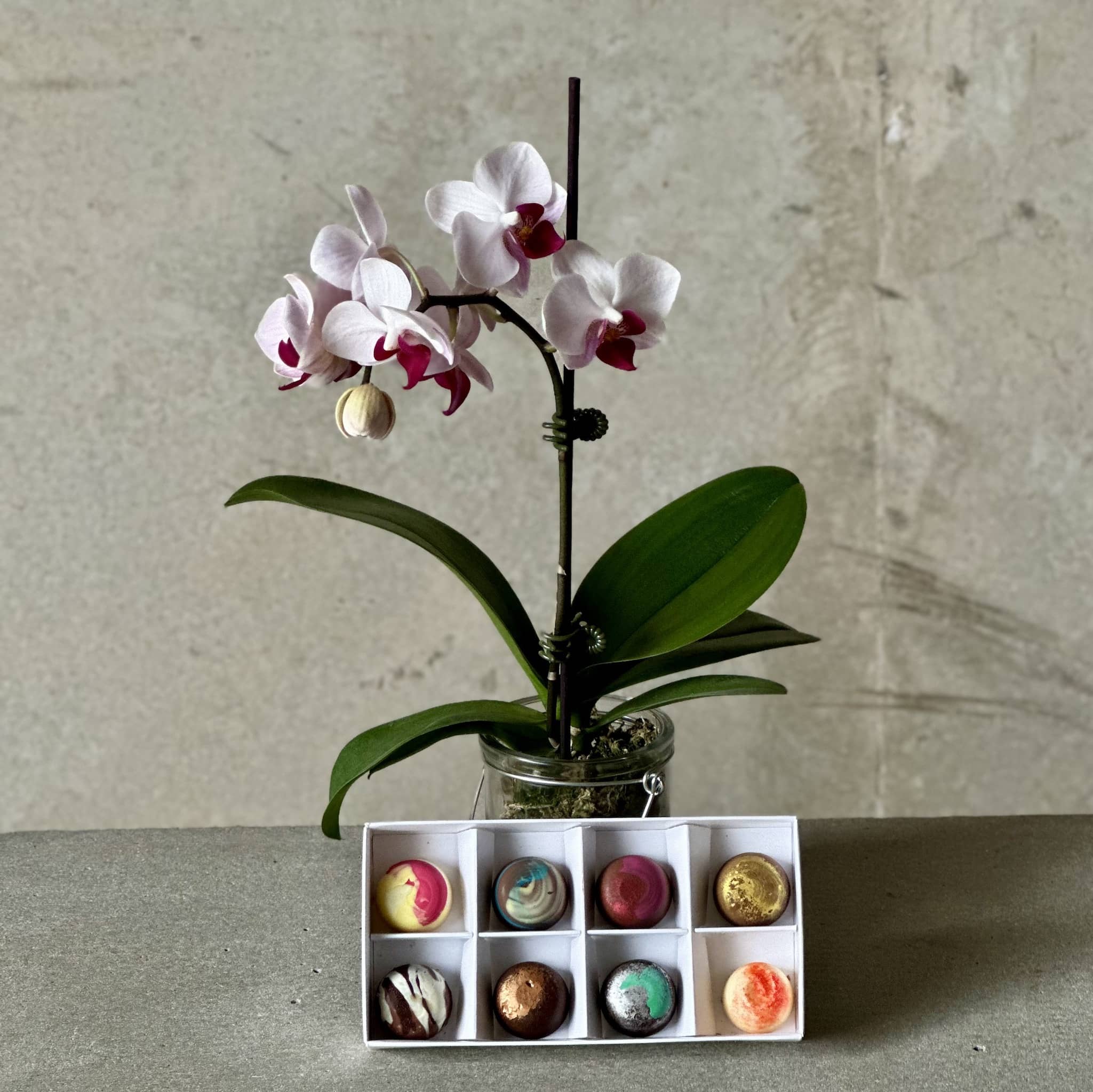 Mini Orchid Plant + Chocs