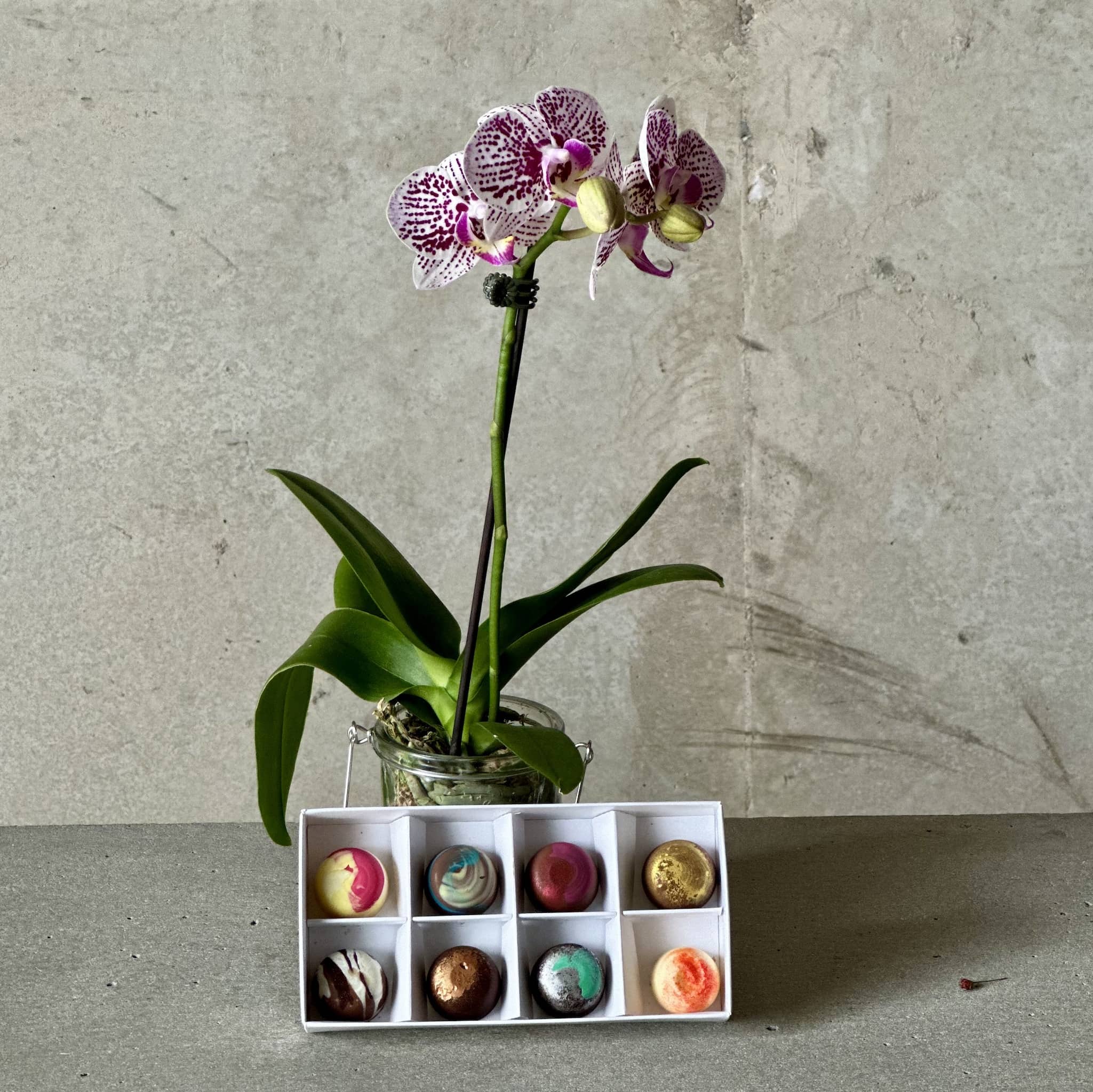 Mini Orchid Plant + Chocs